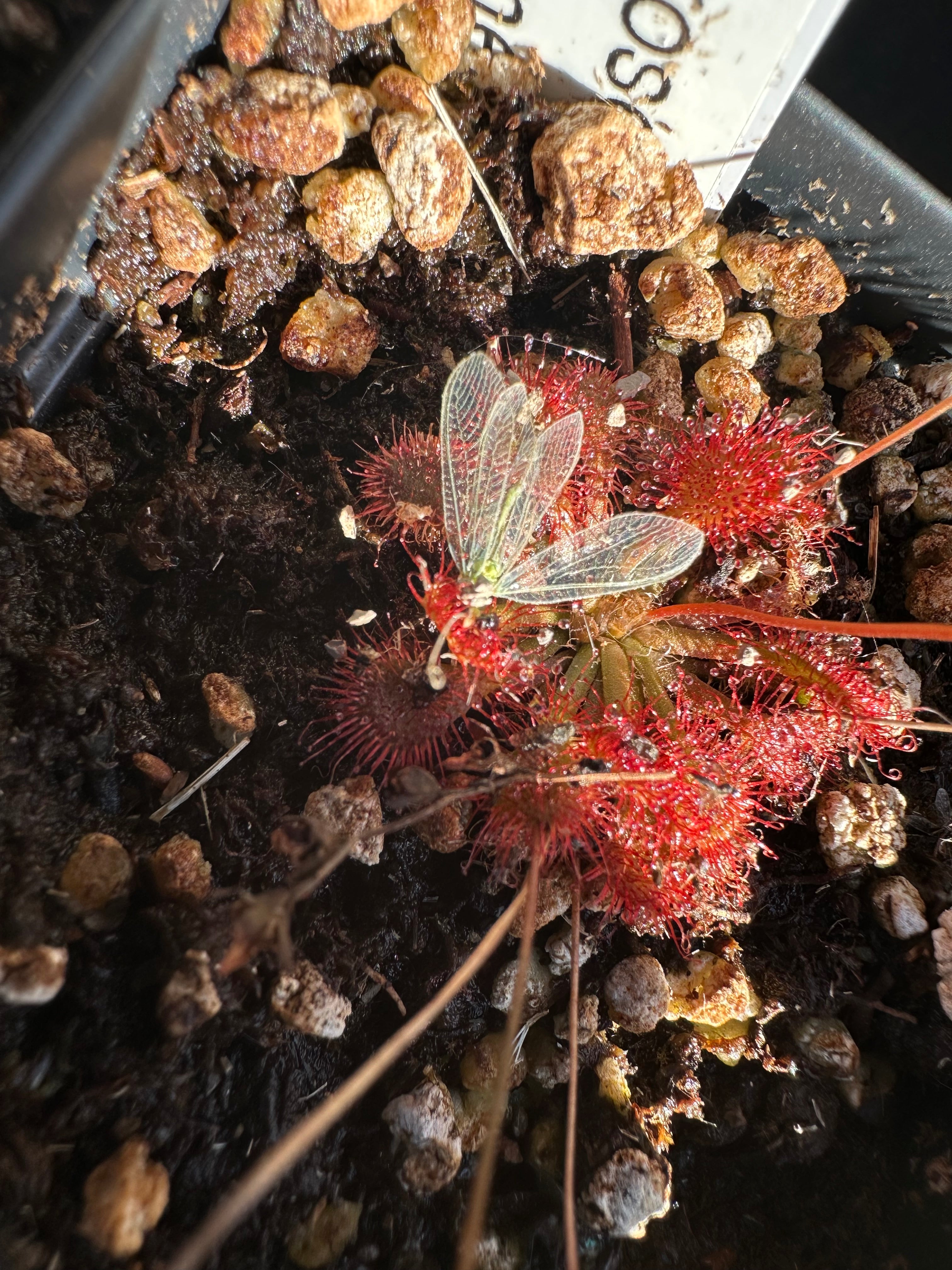 Drosera capillaris (Stone Co., MS, USA) seeds – Crabcore's Carnivores