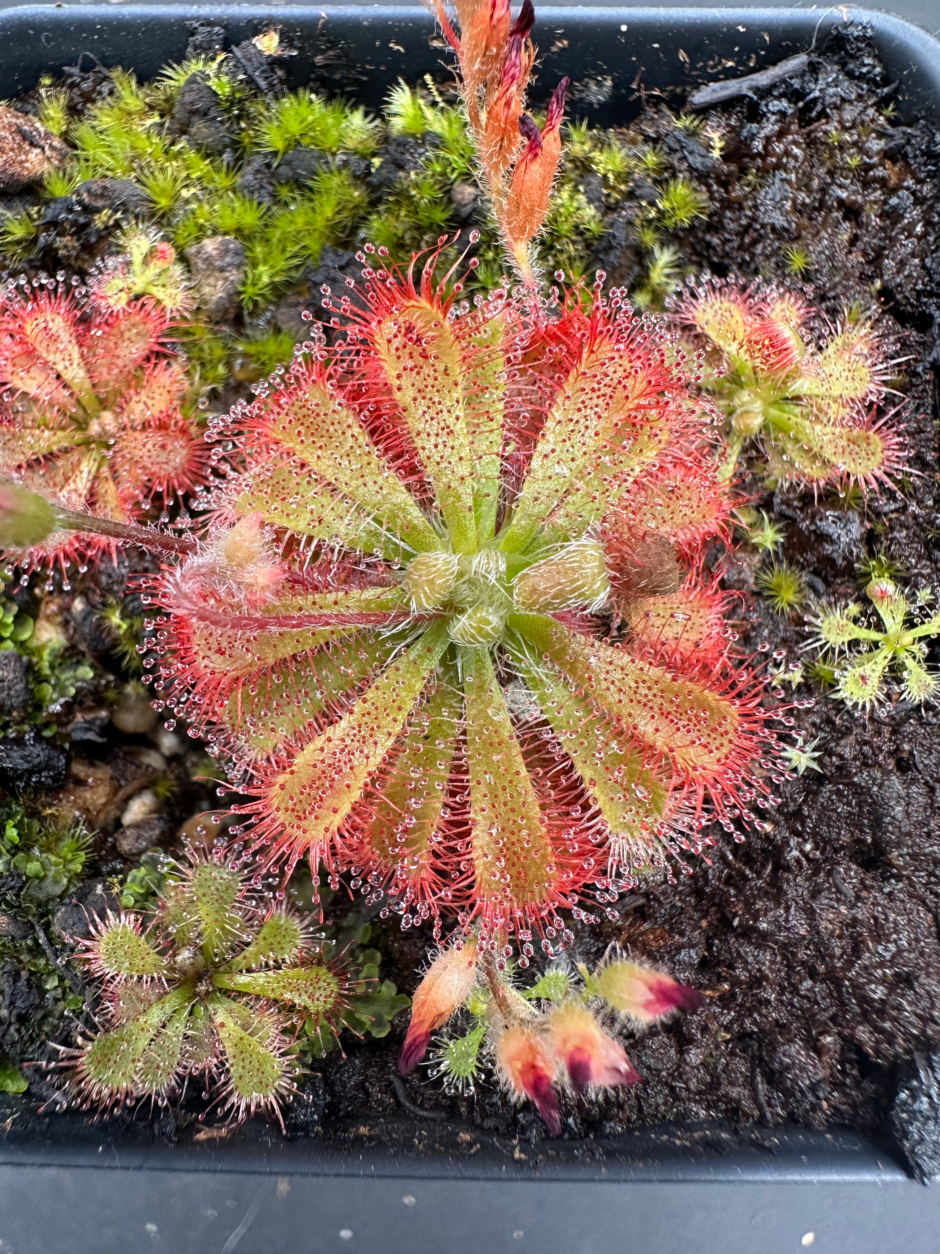 gympie gympie plant seeds Drosera spatulata var. gympiensis seeds – Crabcore's Carnivores