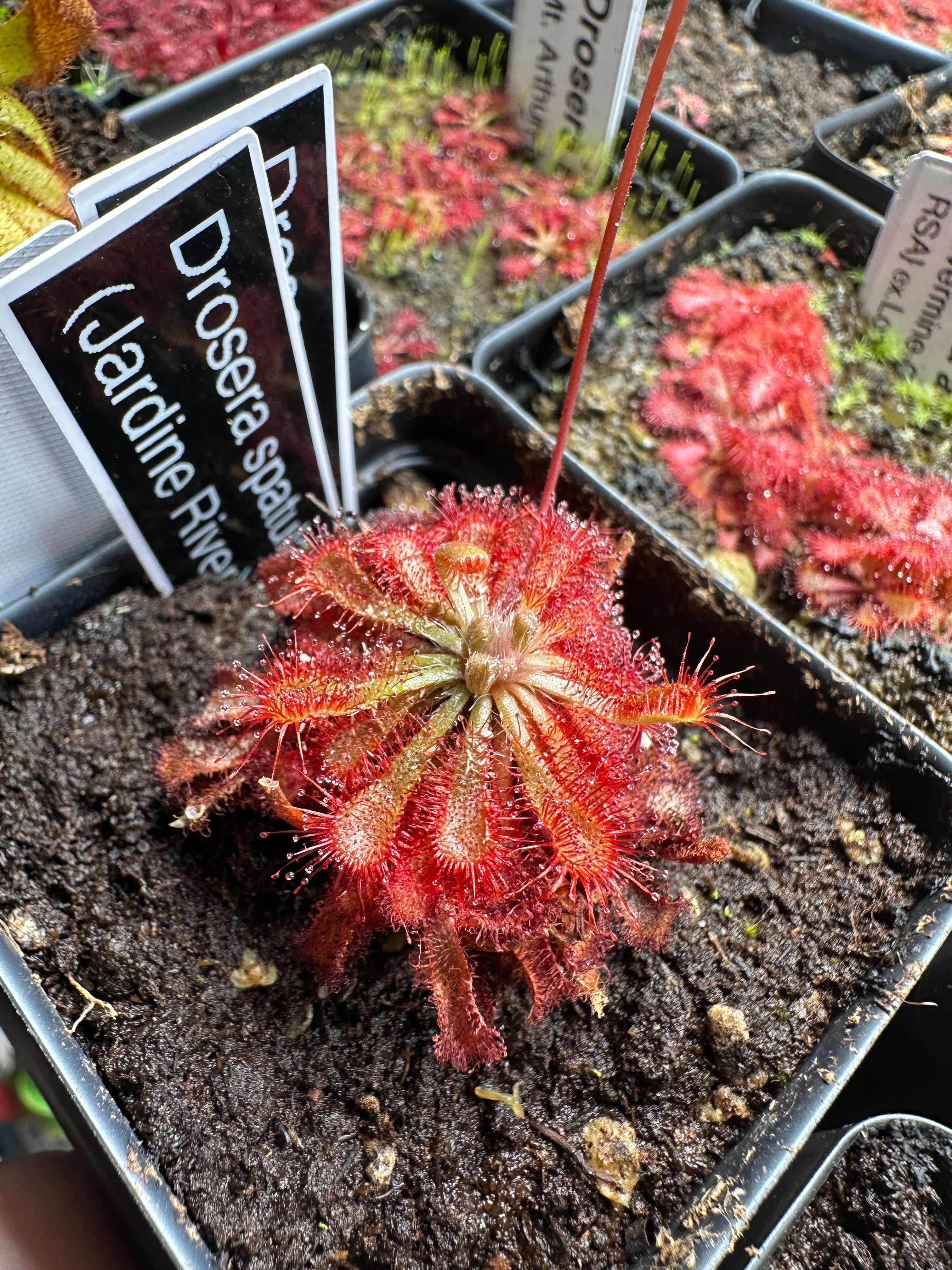 planting drosera seeds Drosera spatulata (Jardine River, AUS) seeds – Crabcore's Carnivores