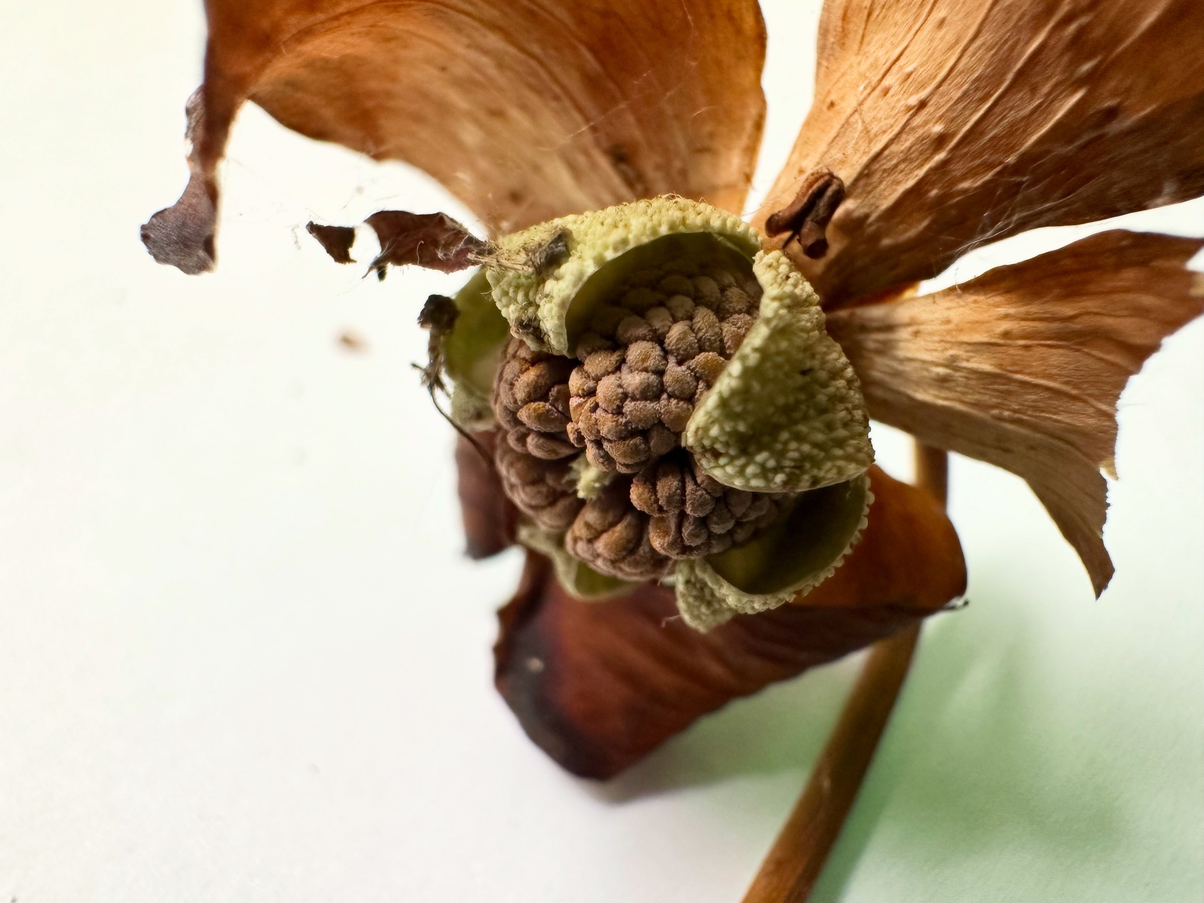 Seeds – Crabcore's Carnivores