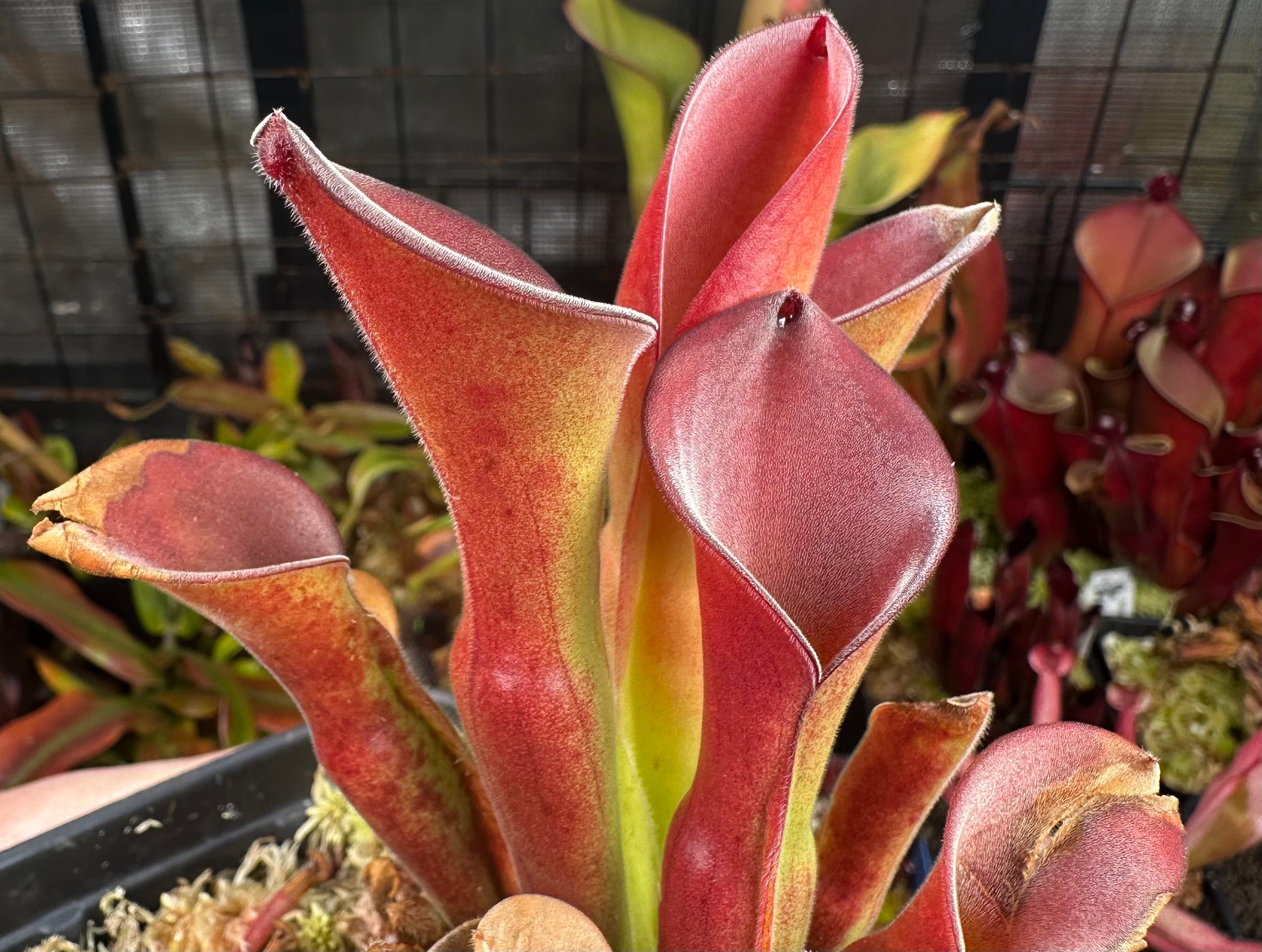 Heliamphora