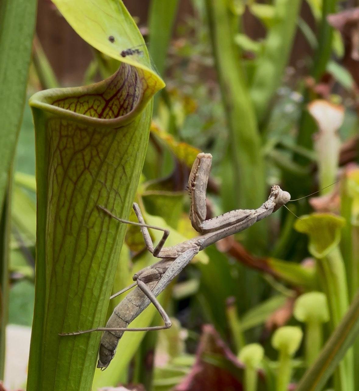 Sarracenia