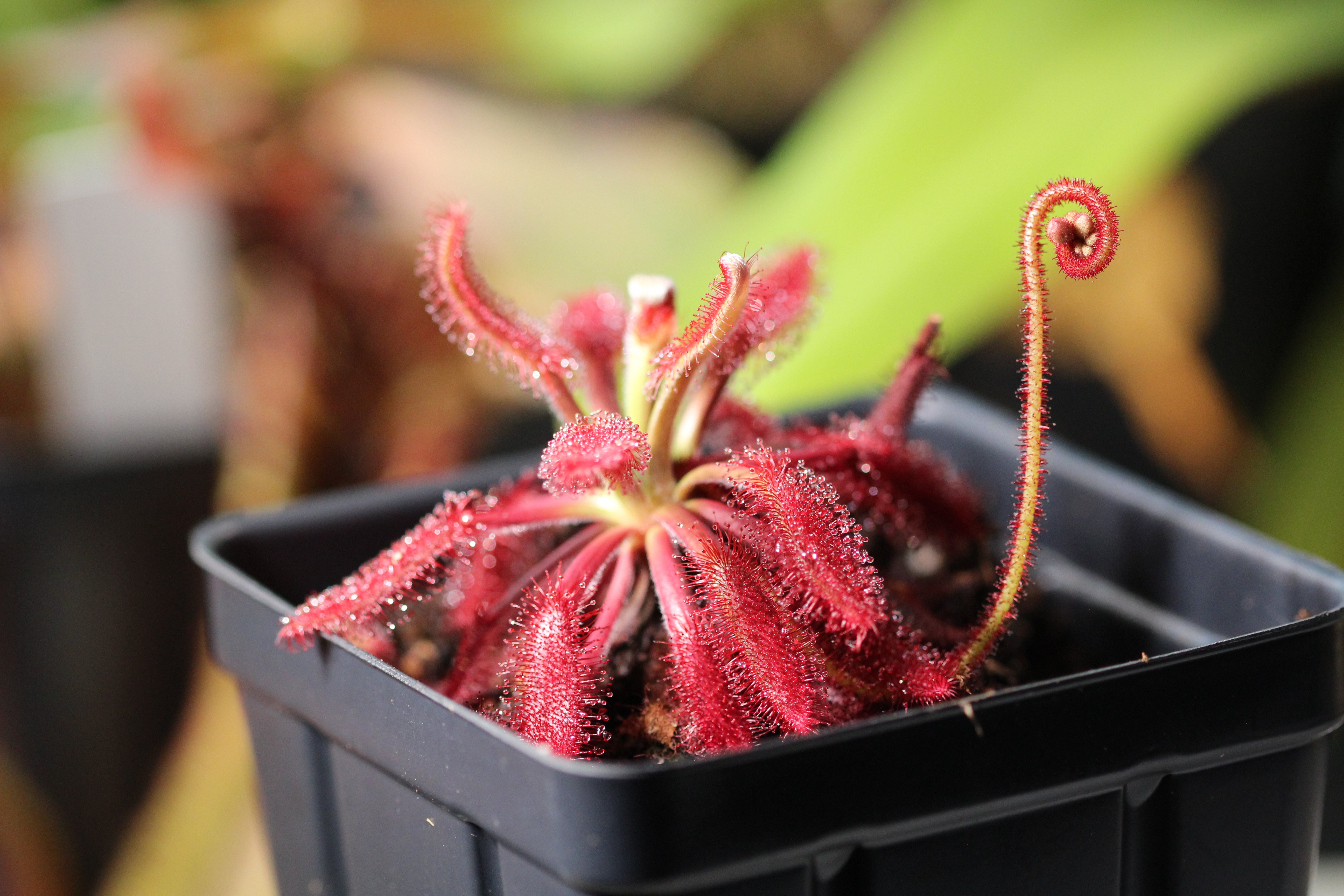 South American Sundews – Crabcore's Carnivores