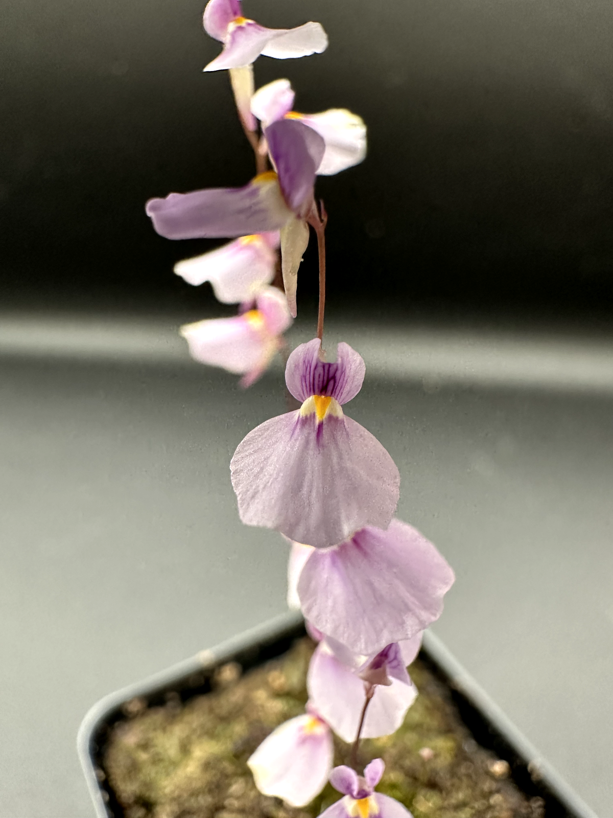 Utricularia