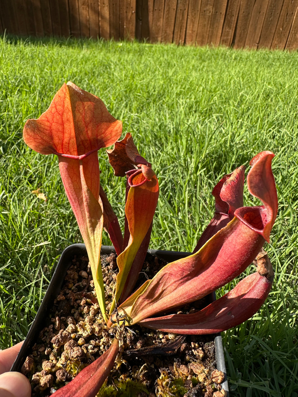 Sarracenia "Maroon"