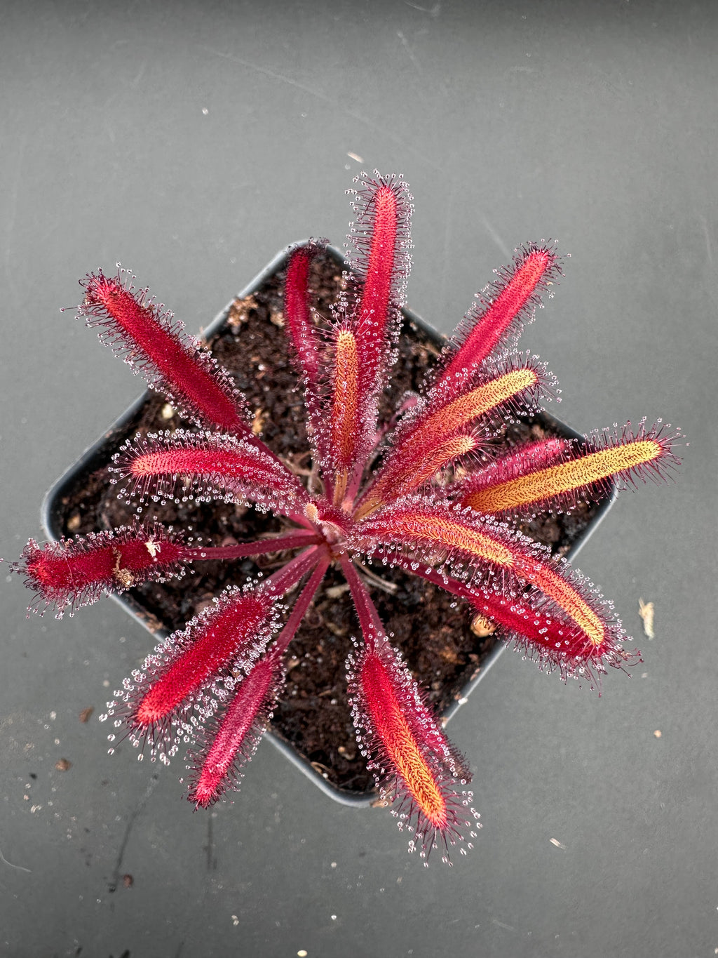 Drosera capensis (Pakhuis Pass, ZAF) "ex. Lowrie seed"