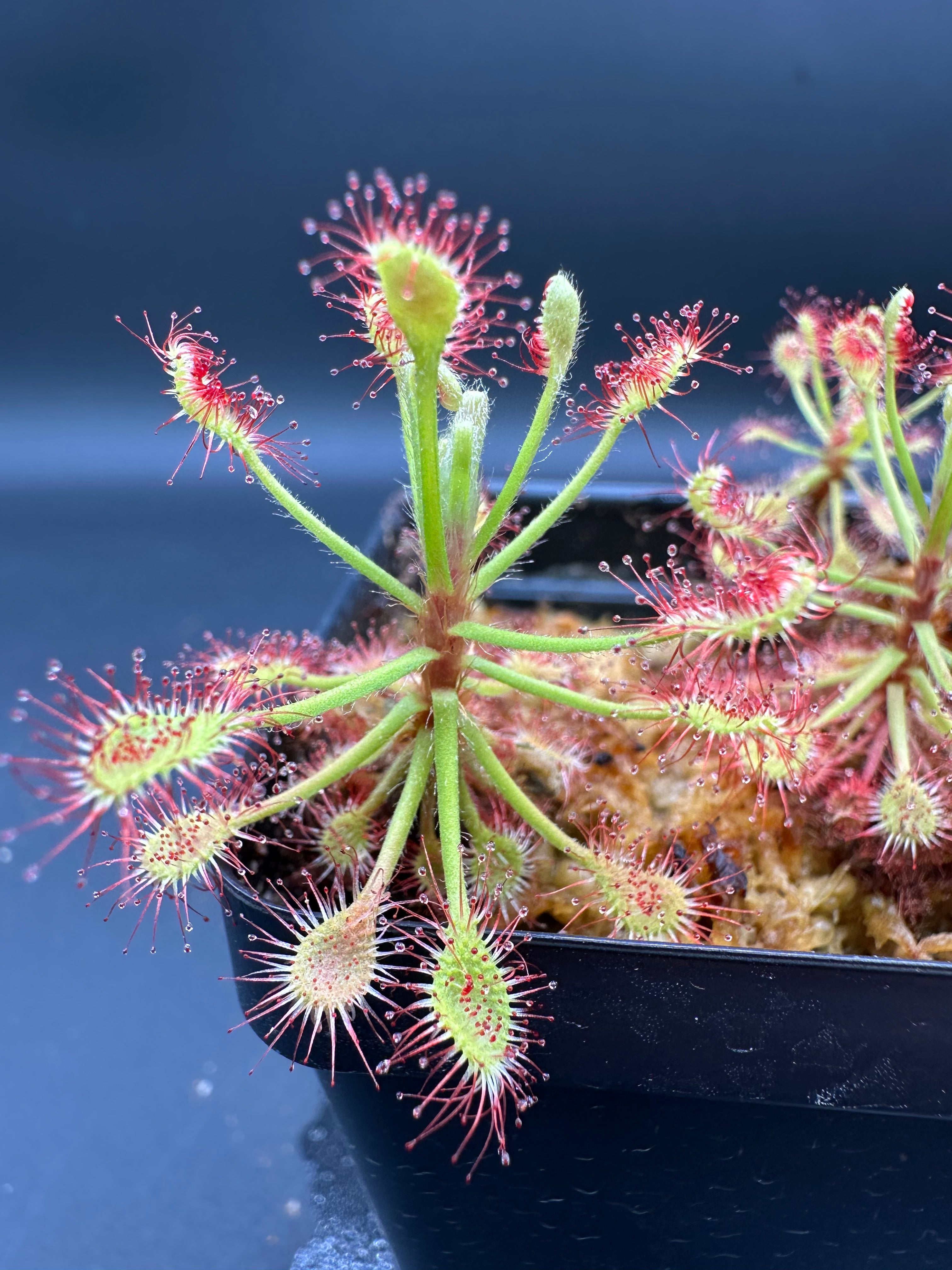 Drosera madagascariensis (Okavango Delta, BWA) seeds