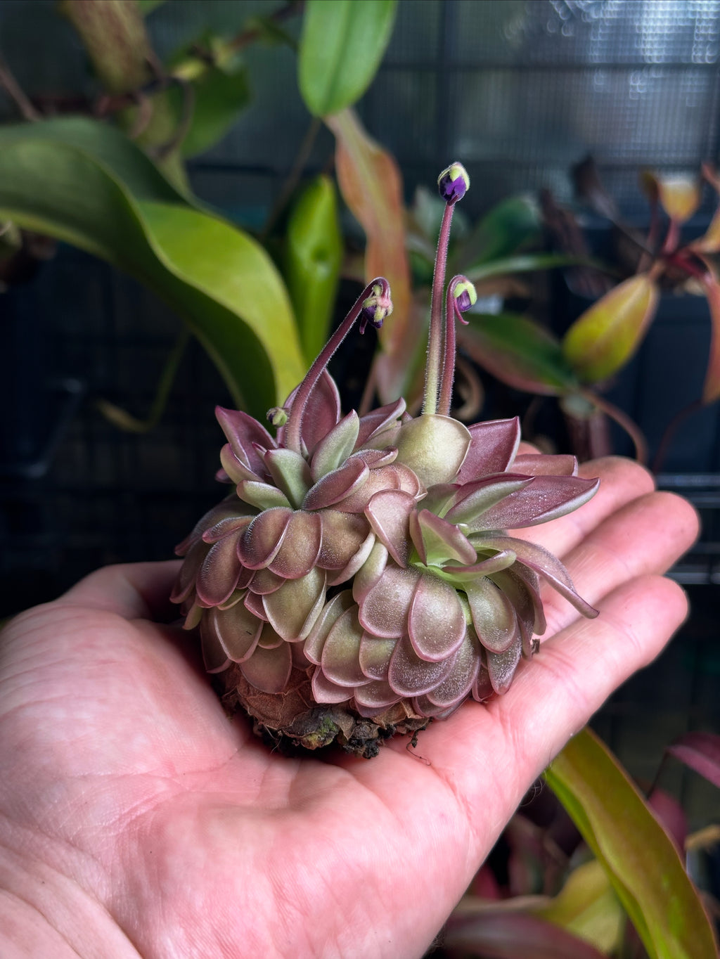Pinguicula "Lautner 92/52" x "Big Purple Thing"