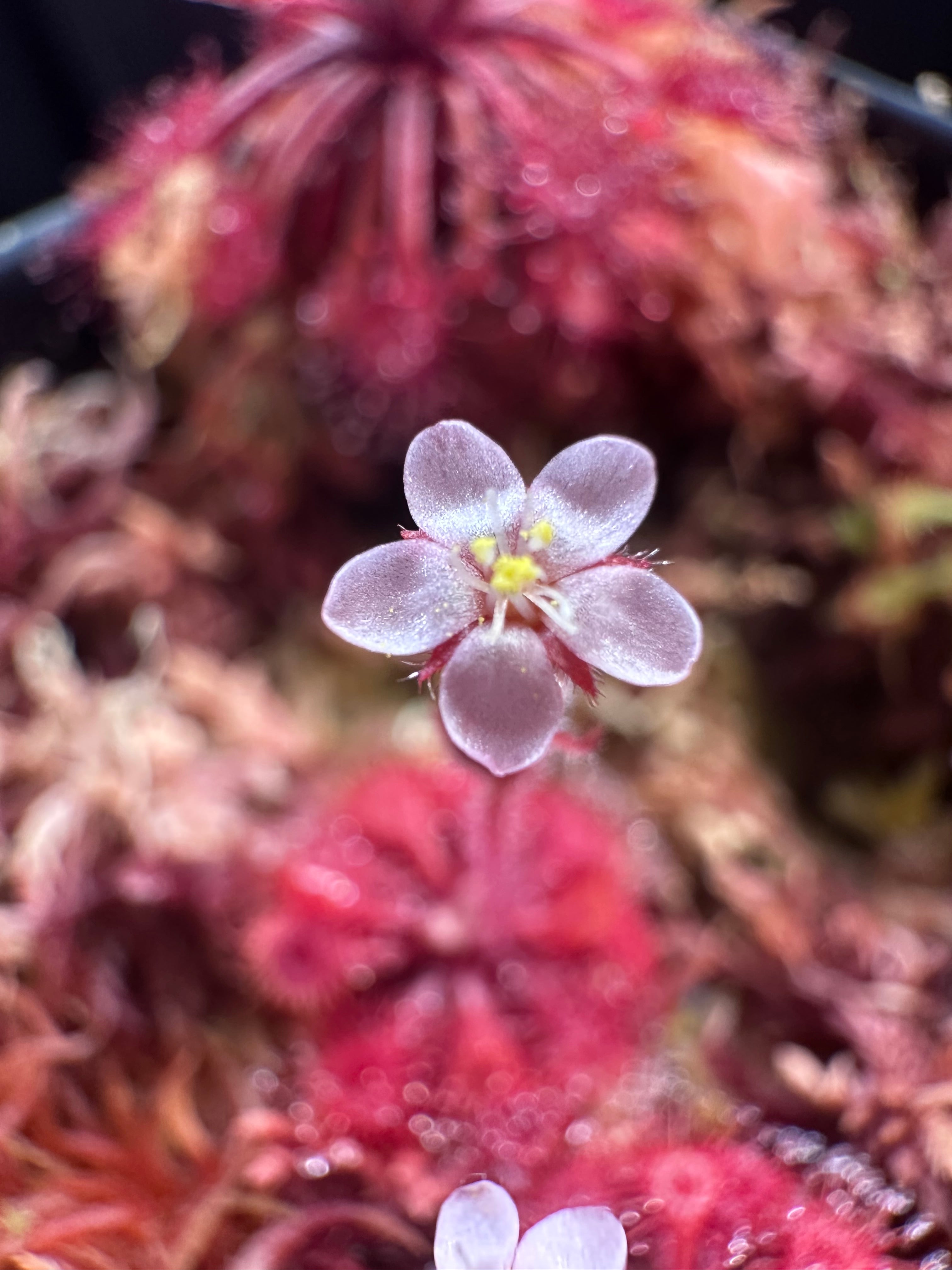 Drosera kaieteurensis (Churi Tepui, Chimantá Massif, Venezuela) seeds