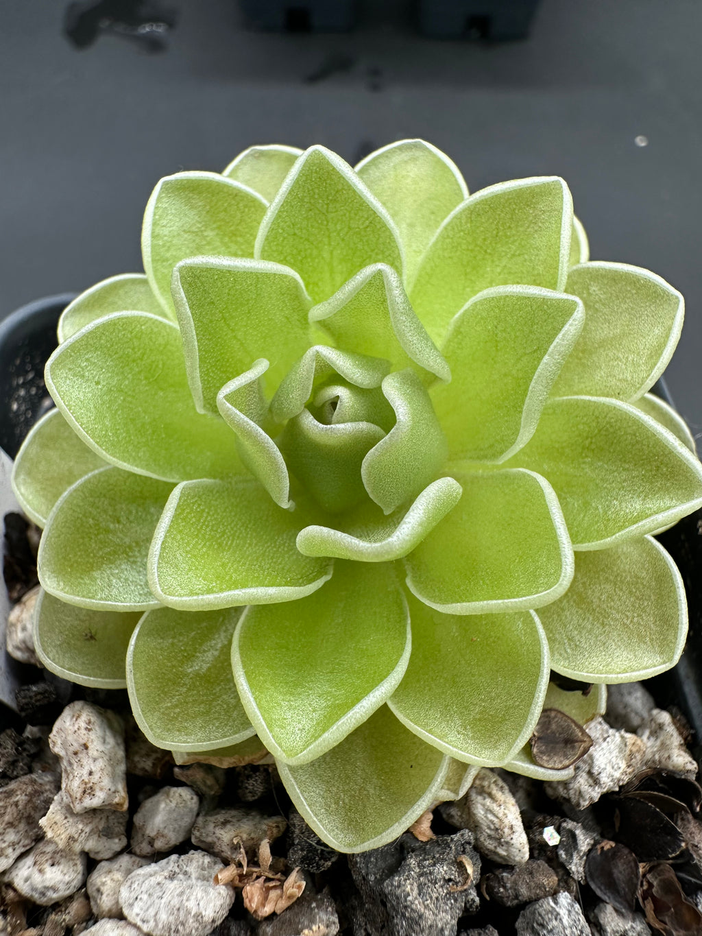 Pinguicula ehlersiae "Cotton Candy"