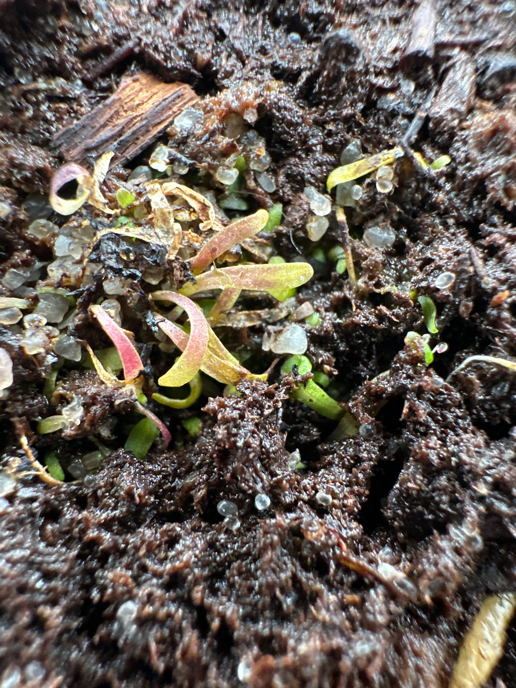 Utricularia nana "green leaves"