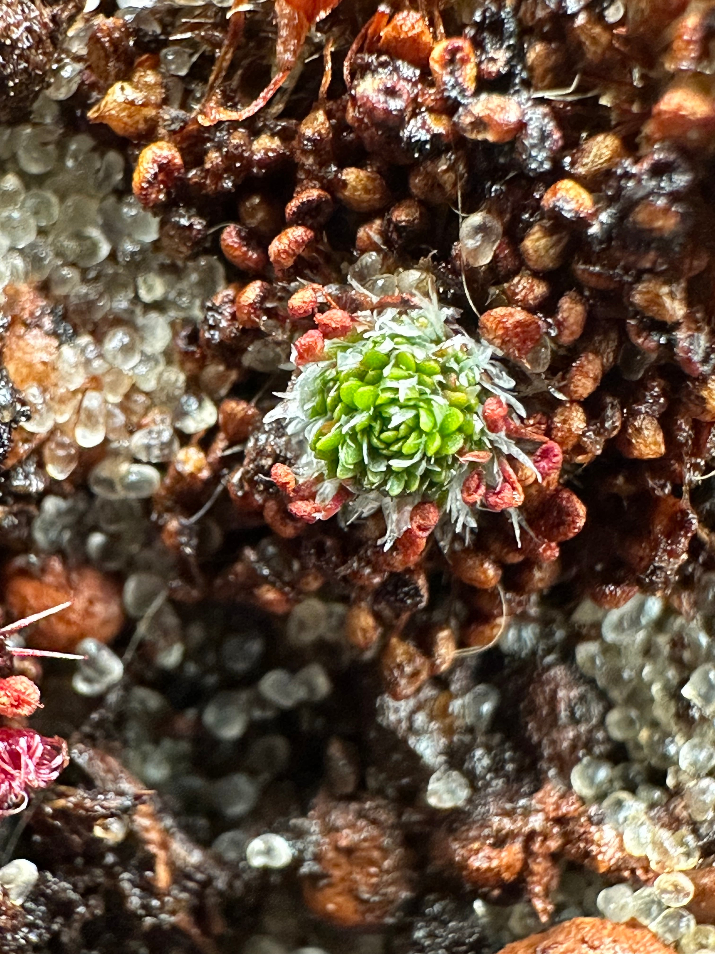 Drosera occidentalis (Mount Cooke, AUS) gemmae (15 count)