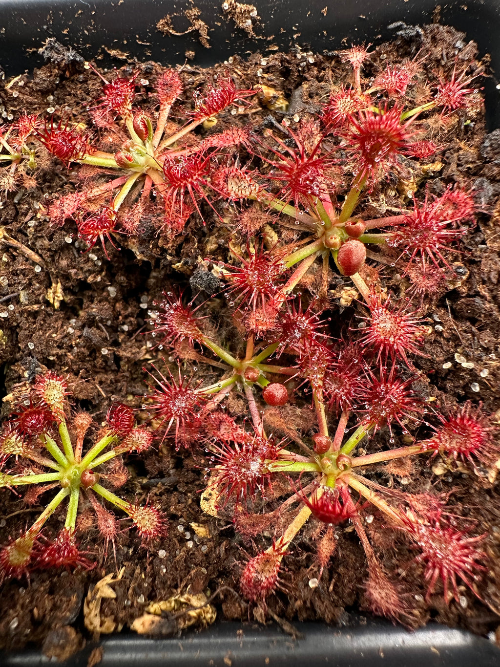 Drosera spatulata (Mt. Arthur, NZL)