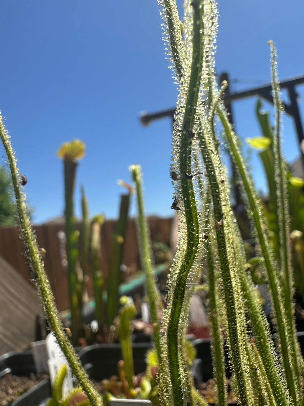 Drosera tracyi
