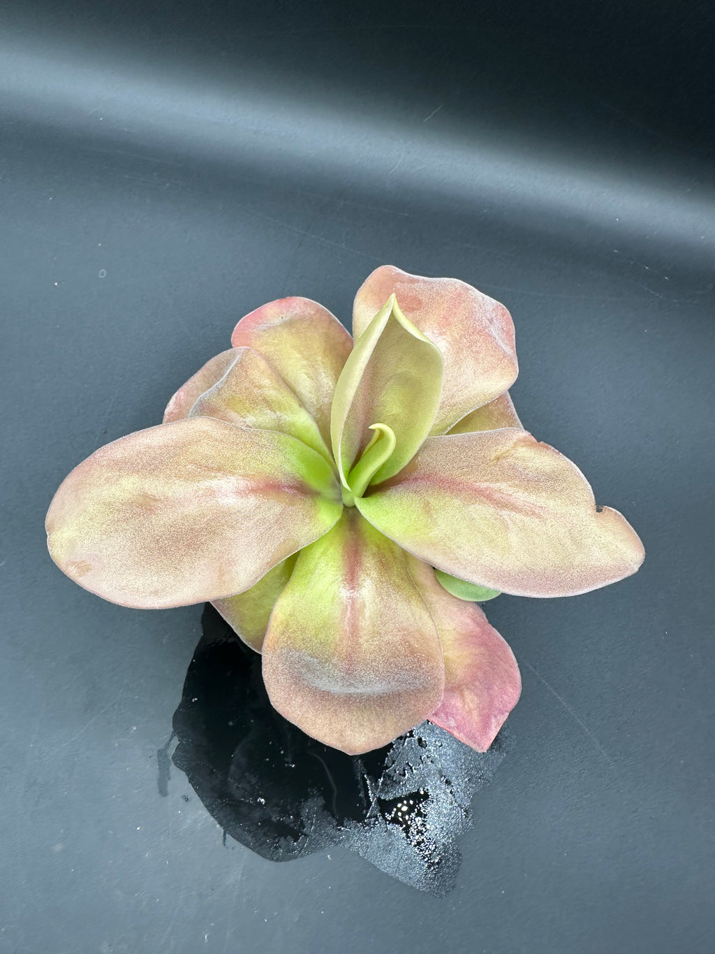 Pinguicula gigantea "red" (P. aff. gigantea)
