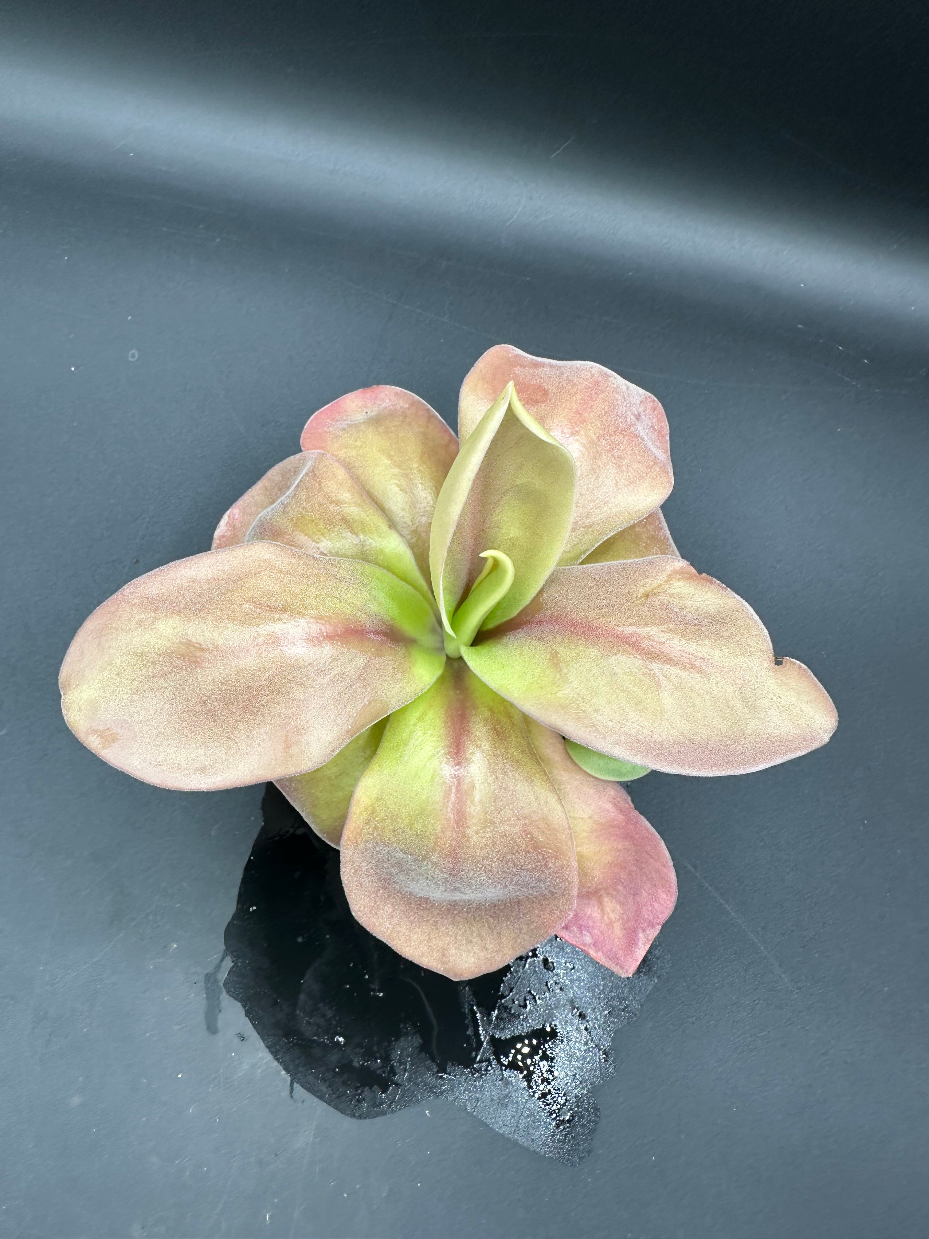 Pinguicula gigantea "red" (P. aff. gigantea)