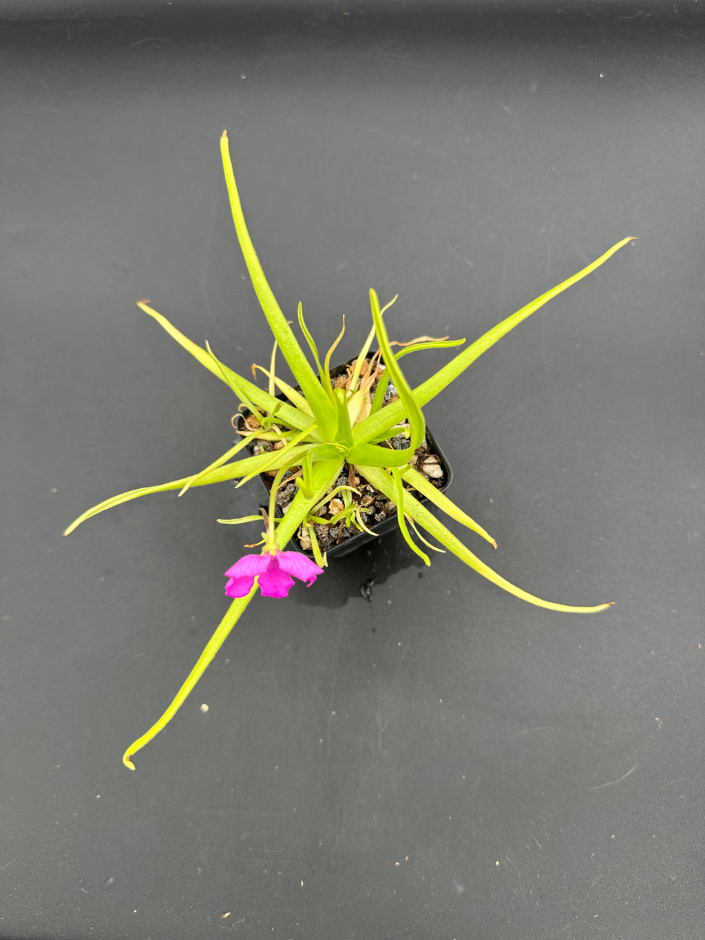 Pinguicula moctezumae