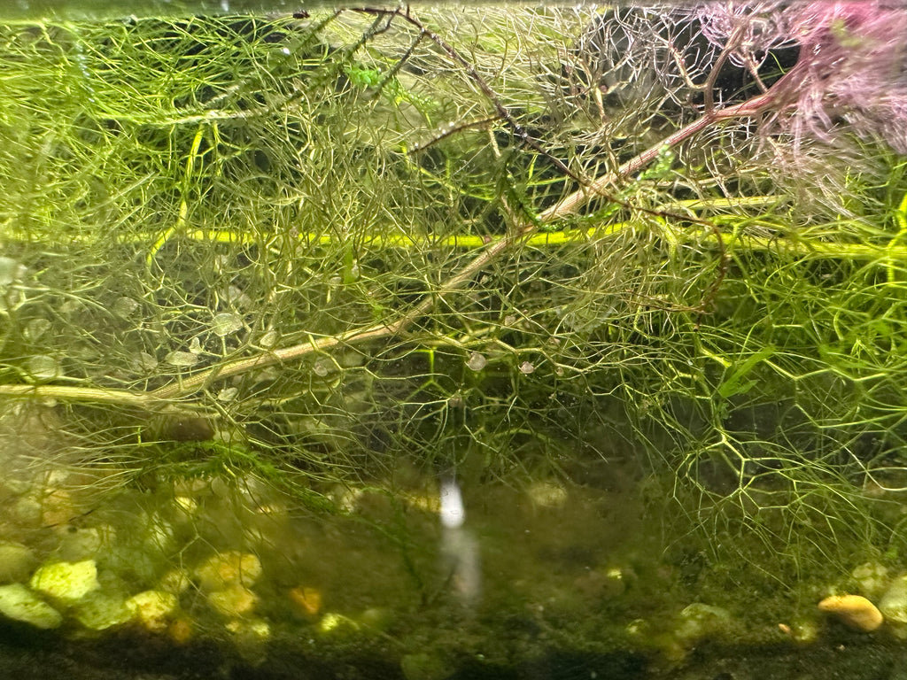 Utricularia inflata