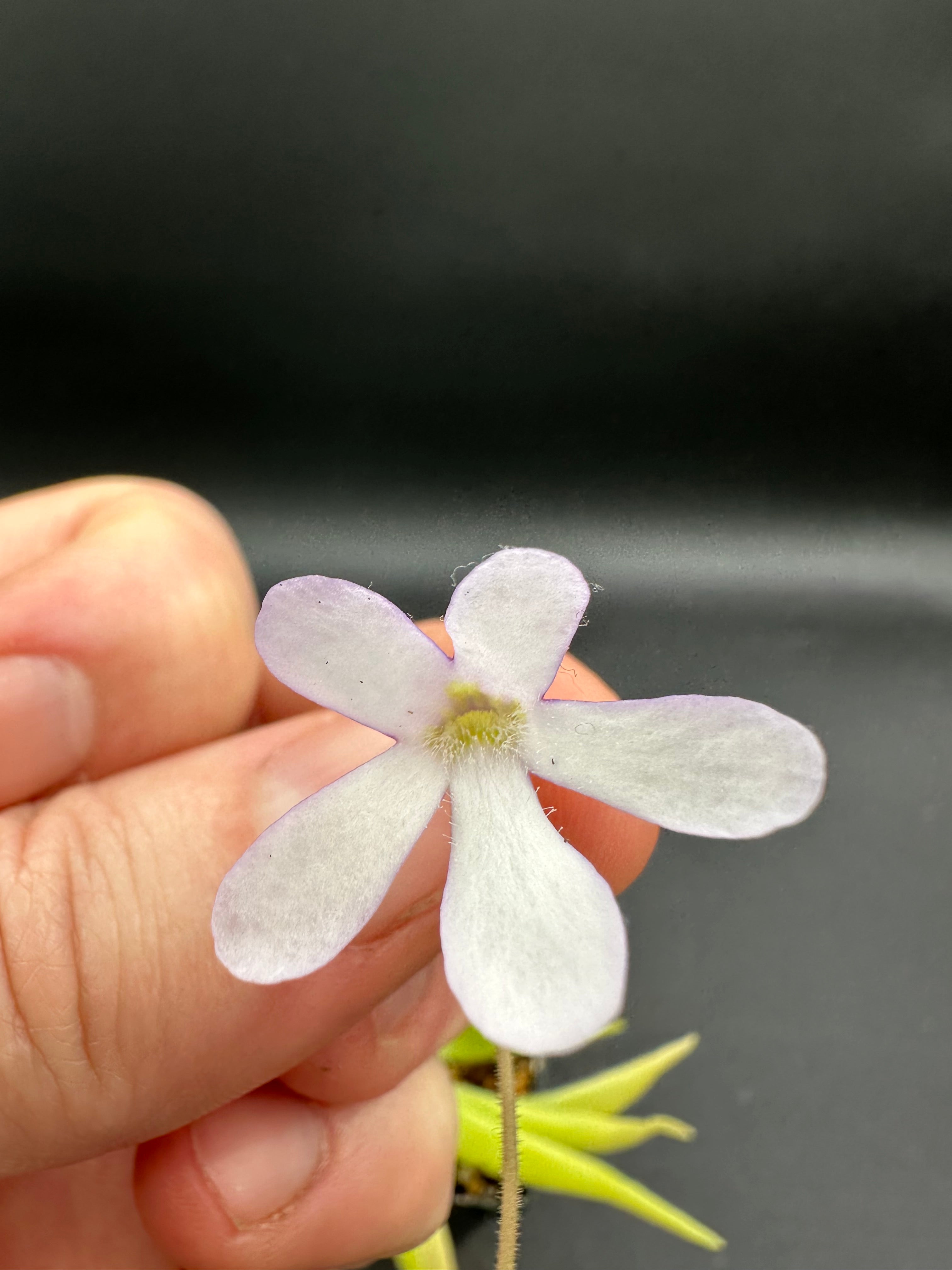 Pinguicula (heretophylla x medusina) x gigantea "white flower"
