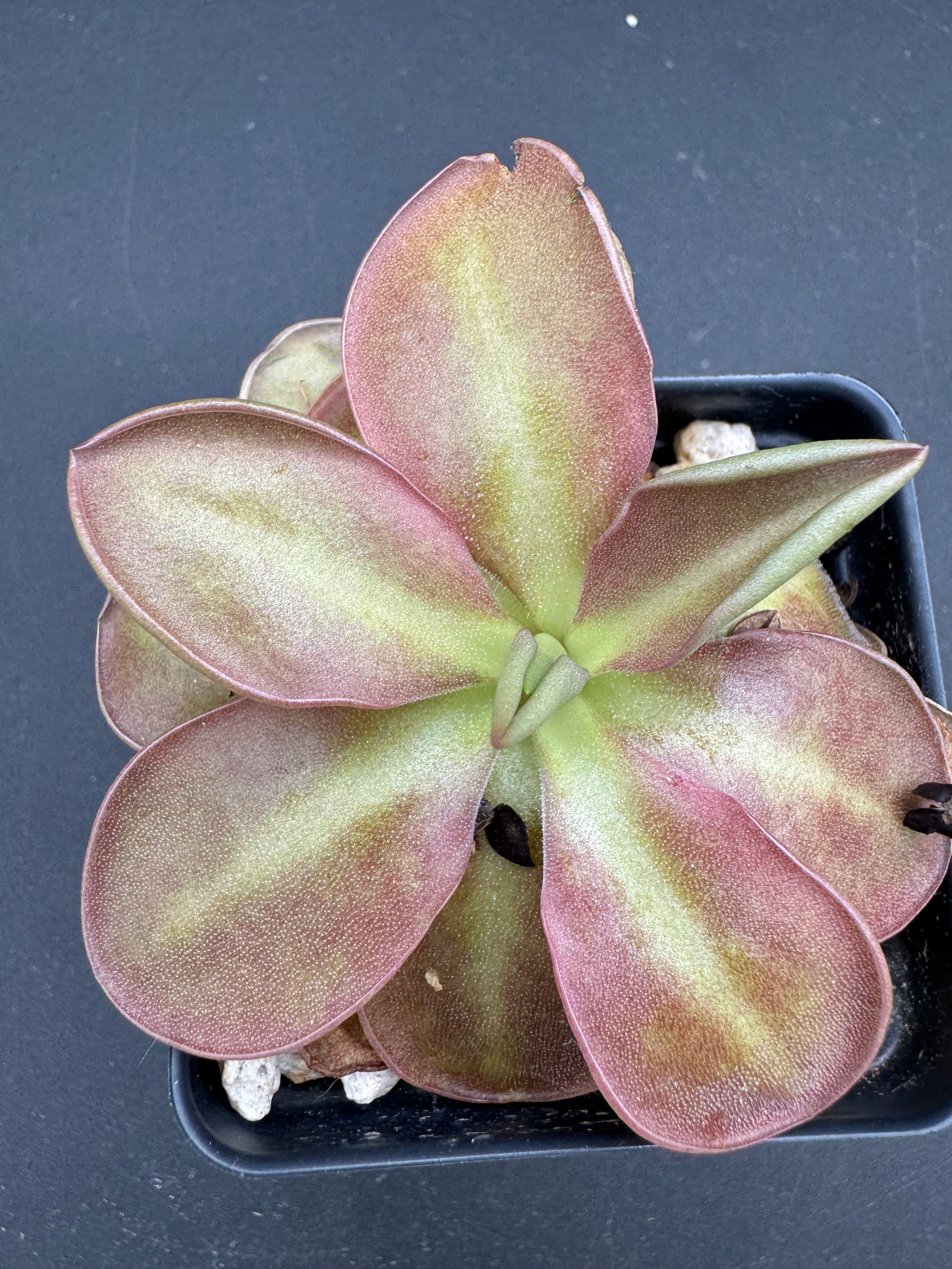 Pink Pinguicula plant in a pot on a dark background