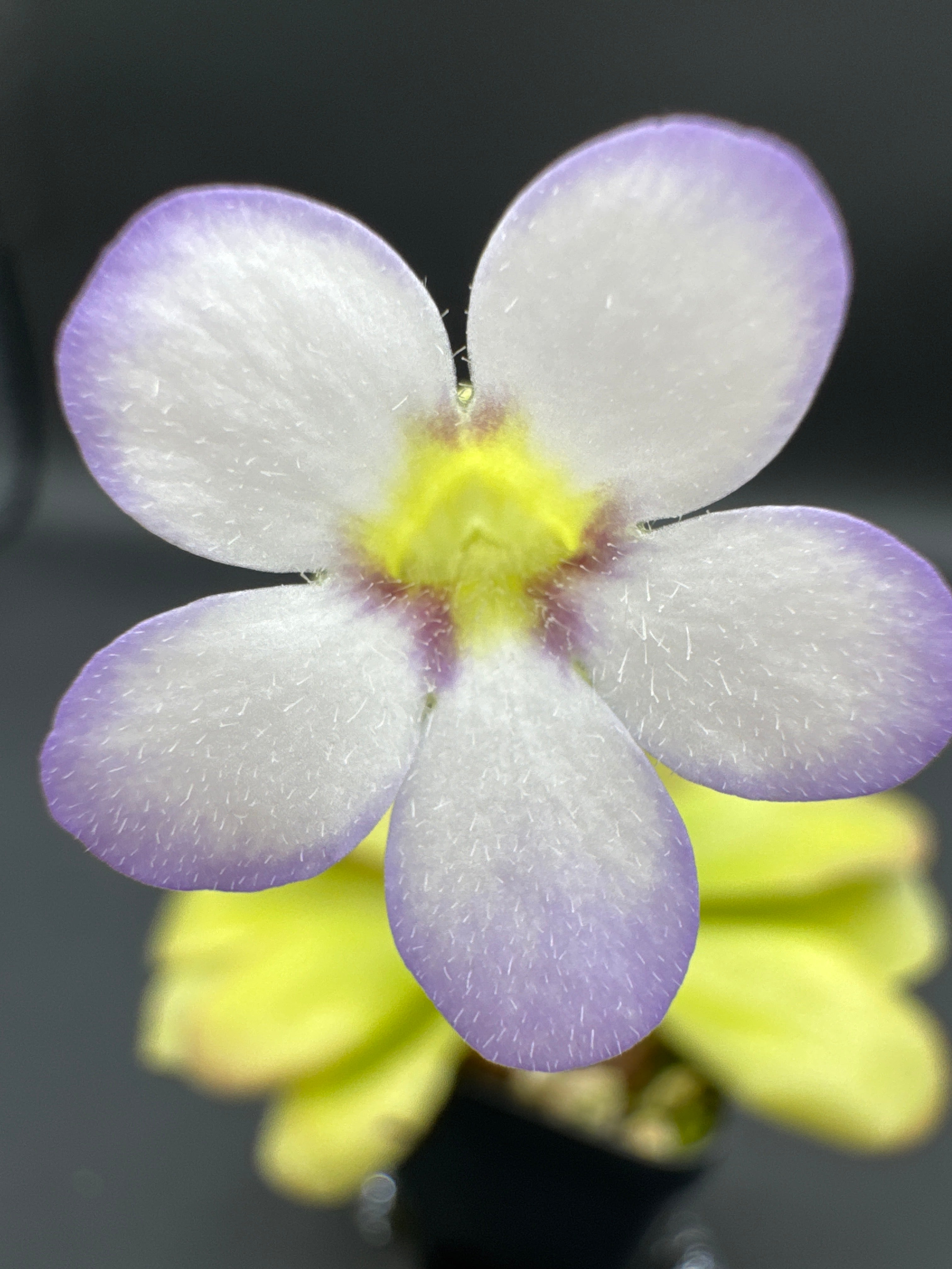 Pinguicula agnata "El Lobo"