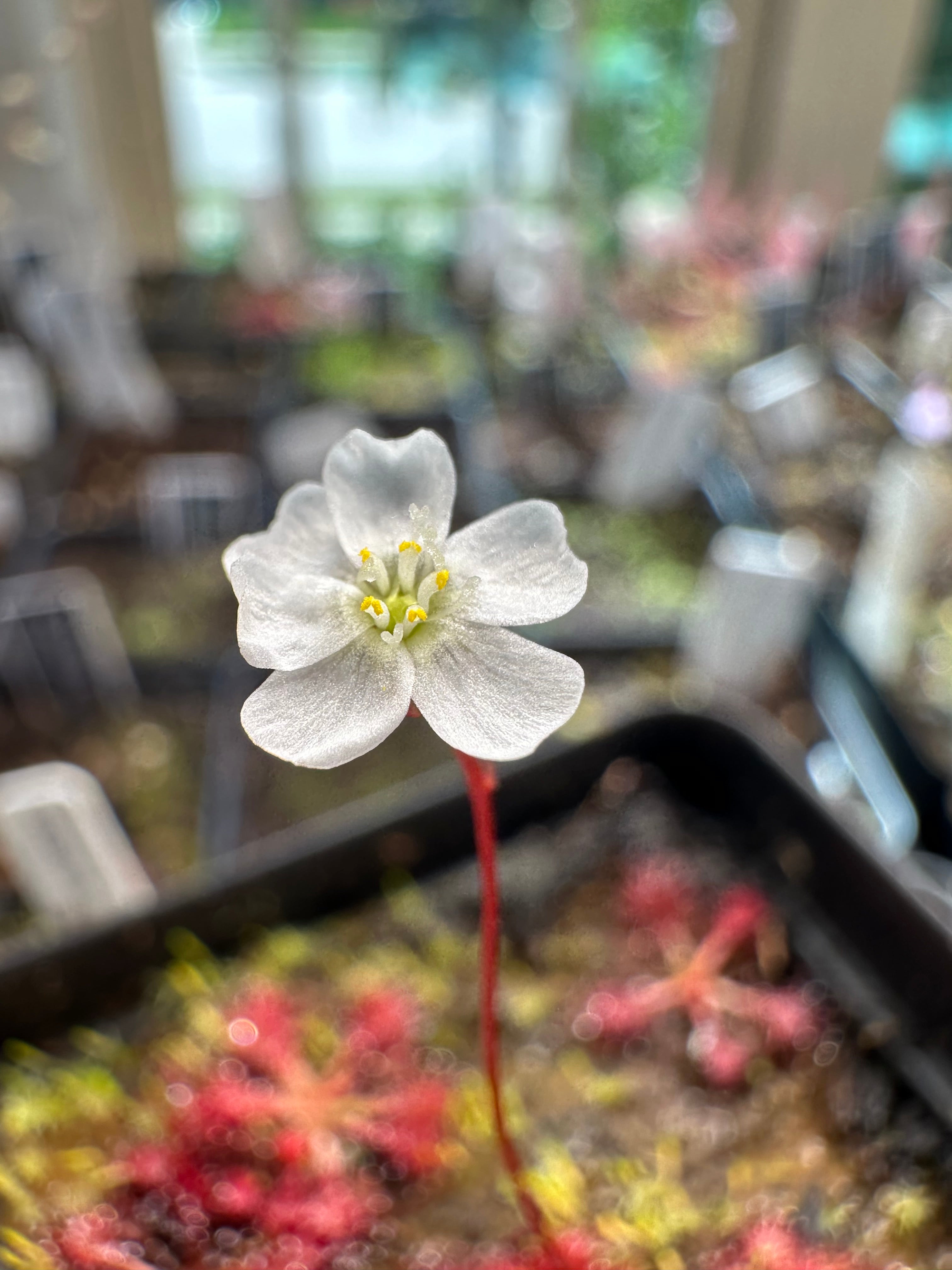 Drosera spatulata (Mt. Arthur, NZL)