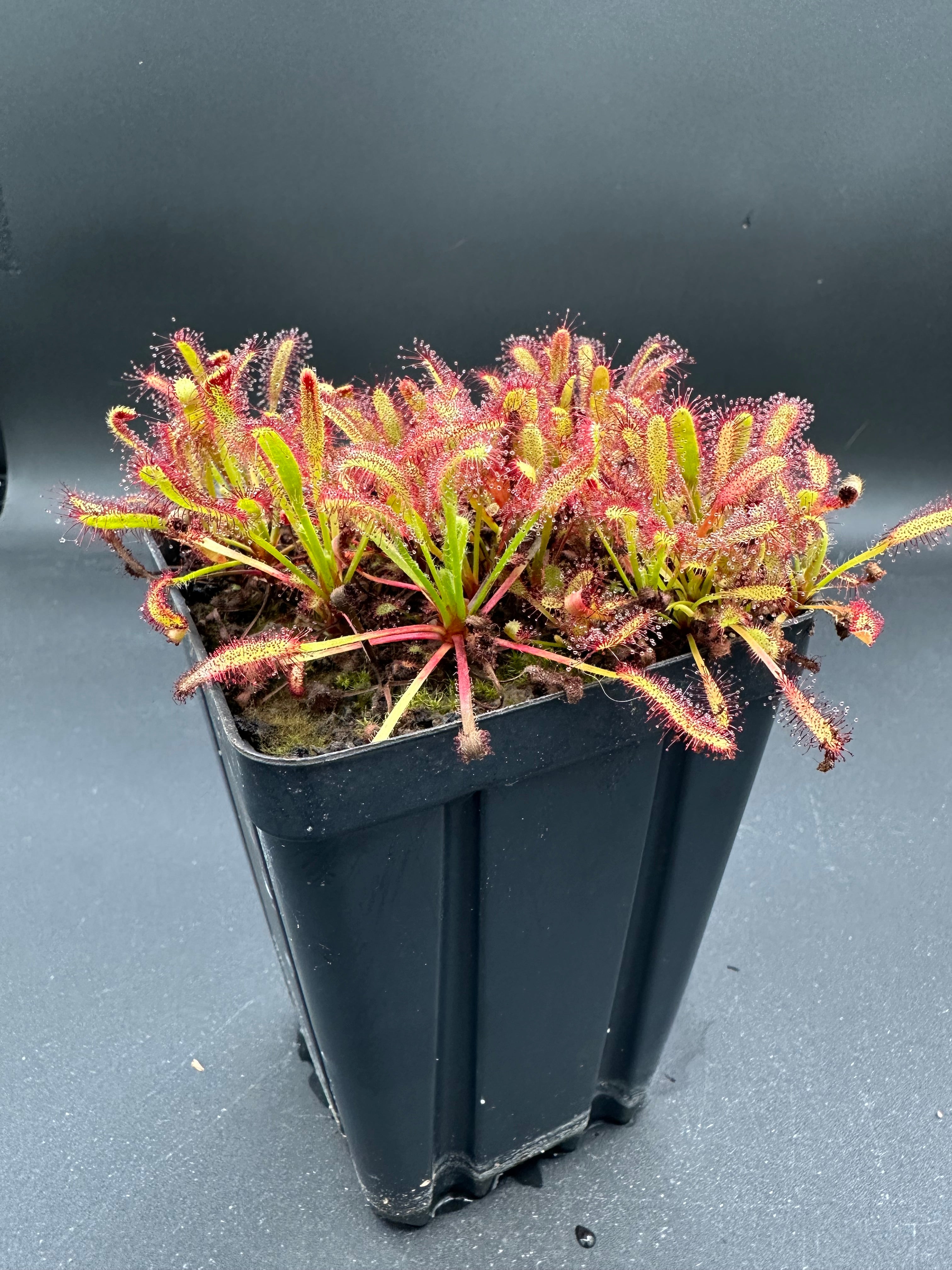 Drosera capensis “Ellenic Hairy Form”
