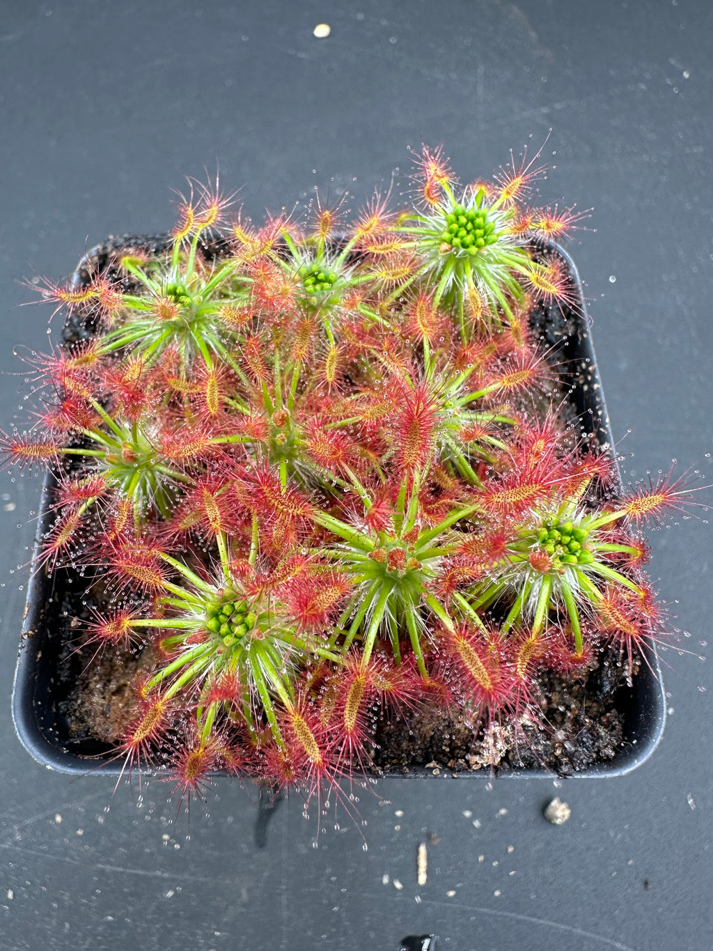Drosera silvicola (7km S. of North Bannister on the Albany Hwy.) gemmae