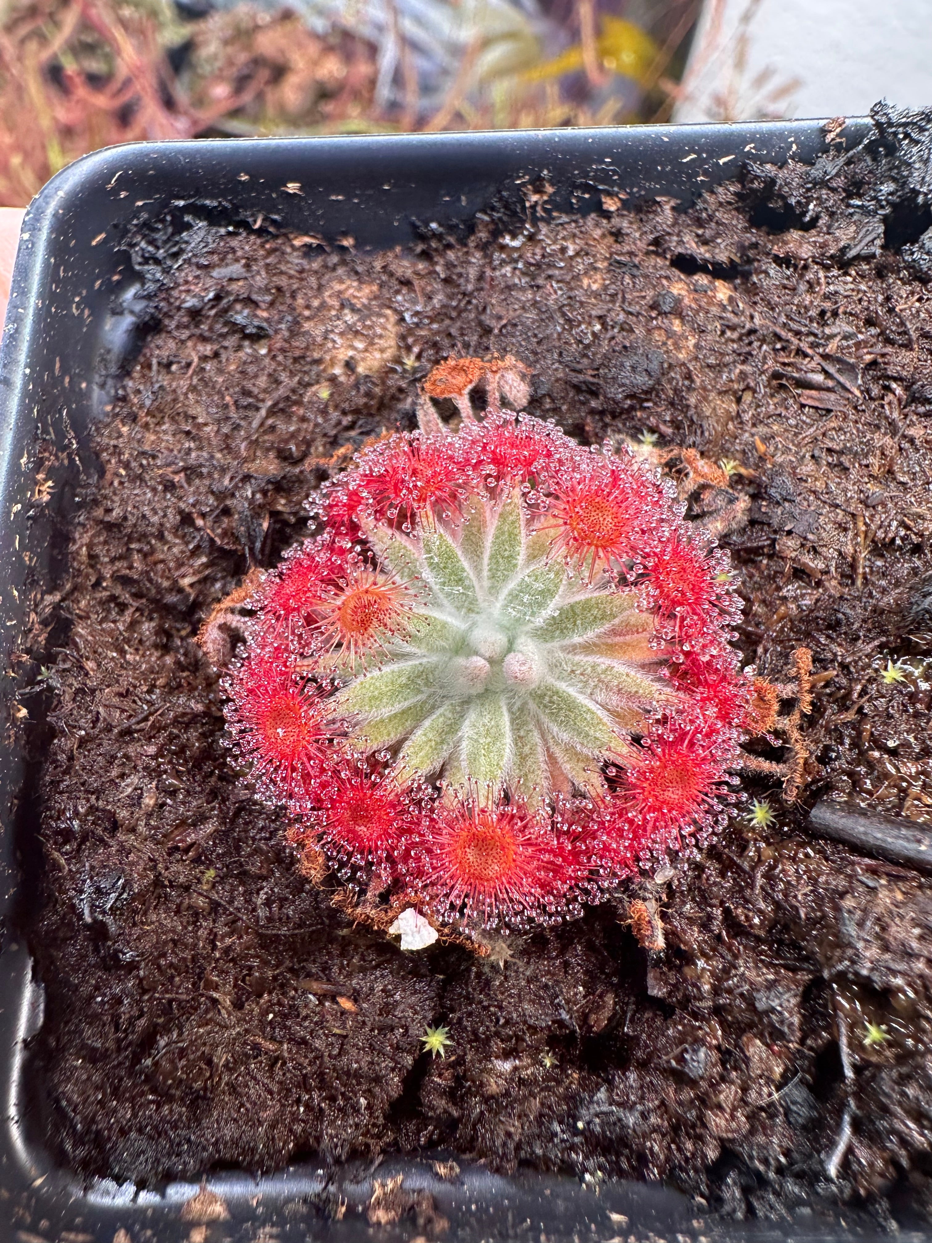 Drosera petiolaris complex hybrids No ID seeds 25+