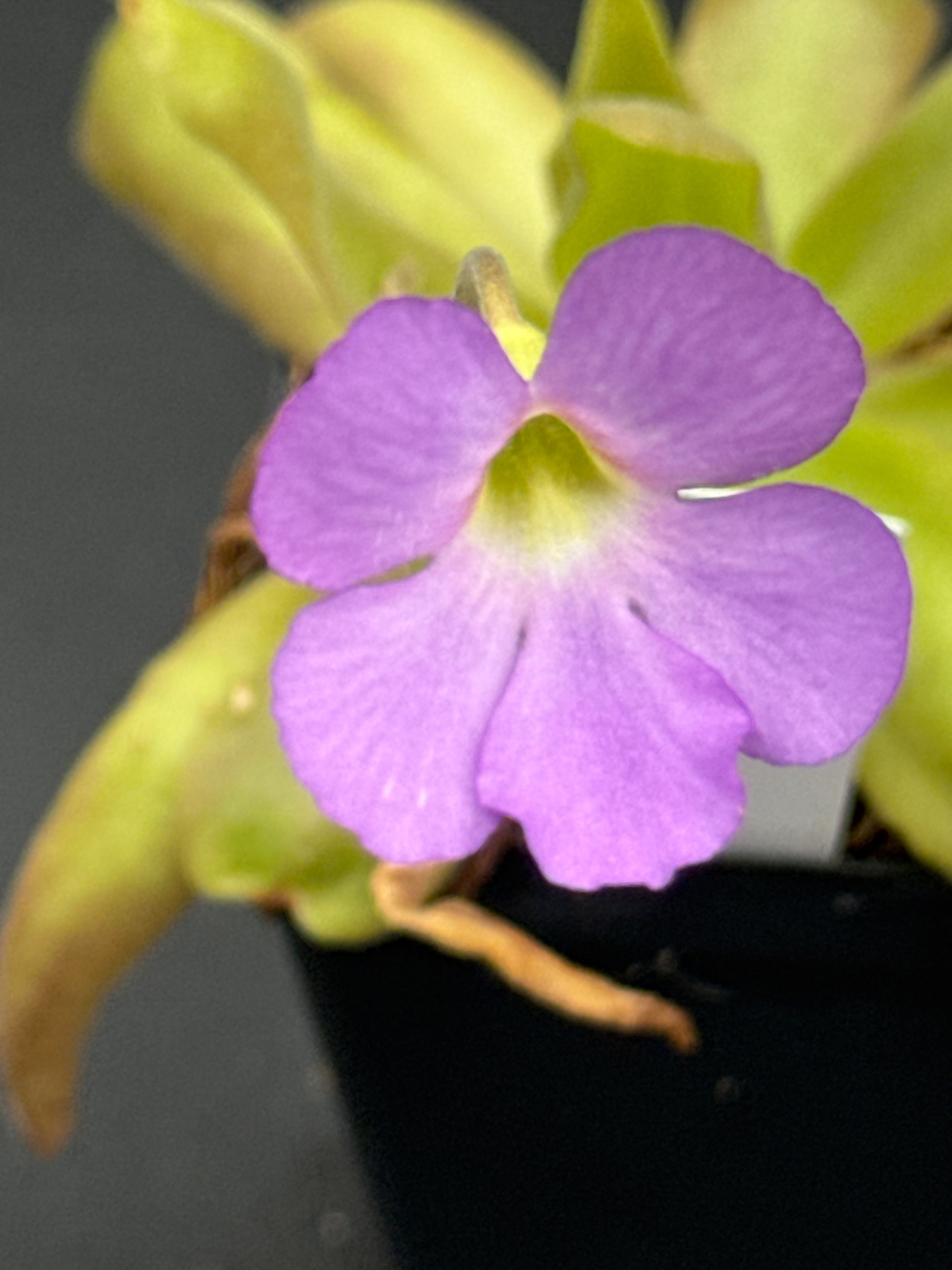 Pinguicula 'Aphrodite'