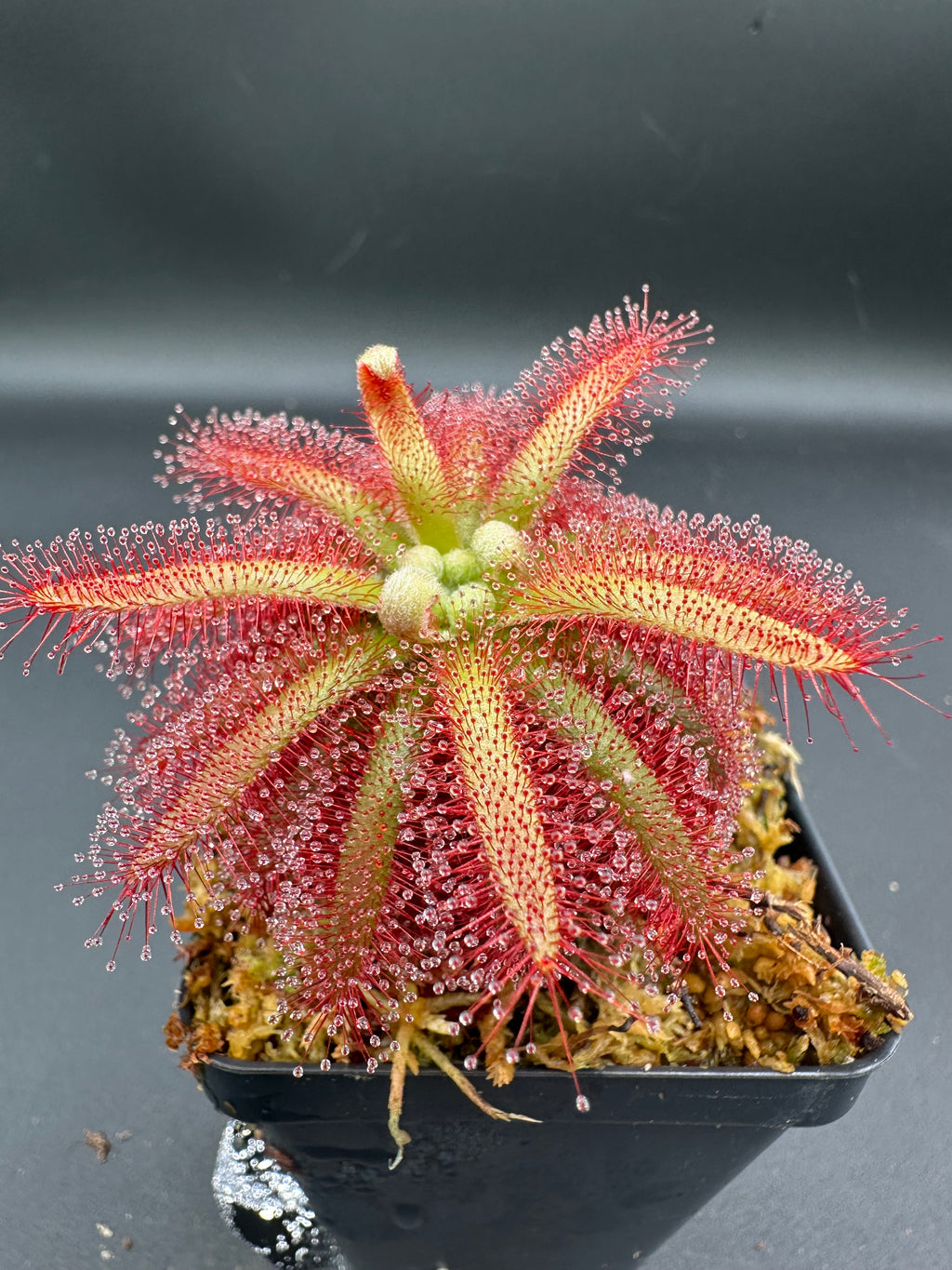 Drosera graomogolensis (Botumirim, Minas Gerais, BRA)