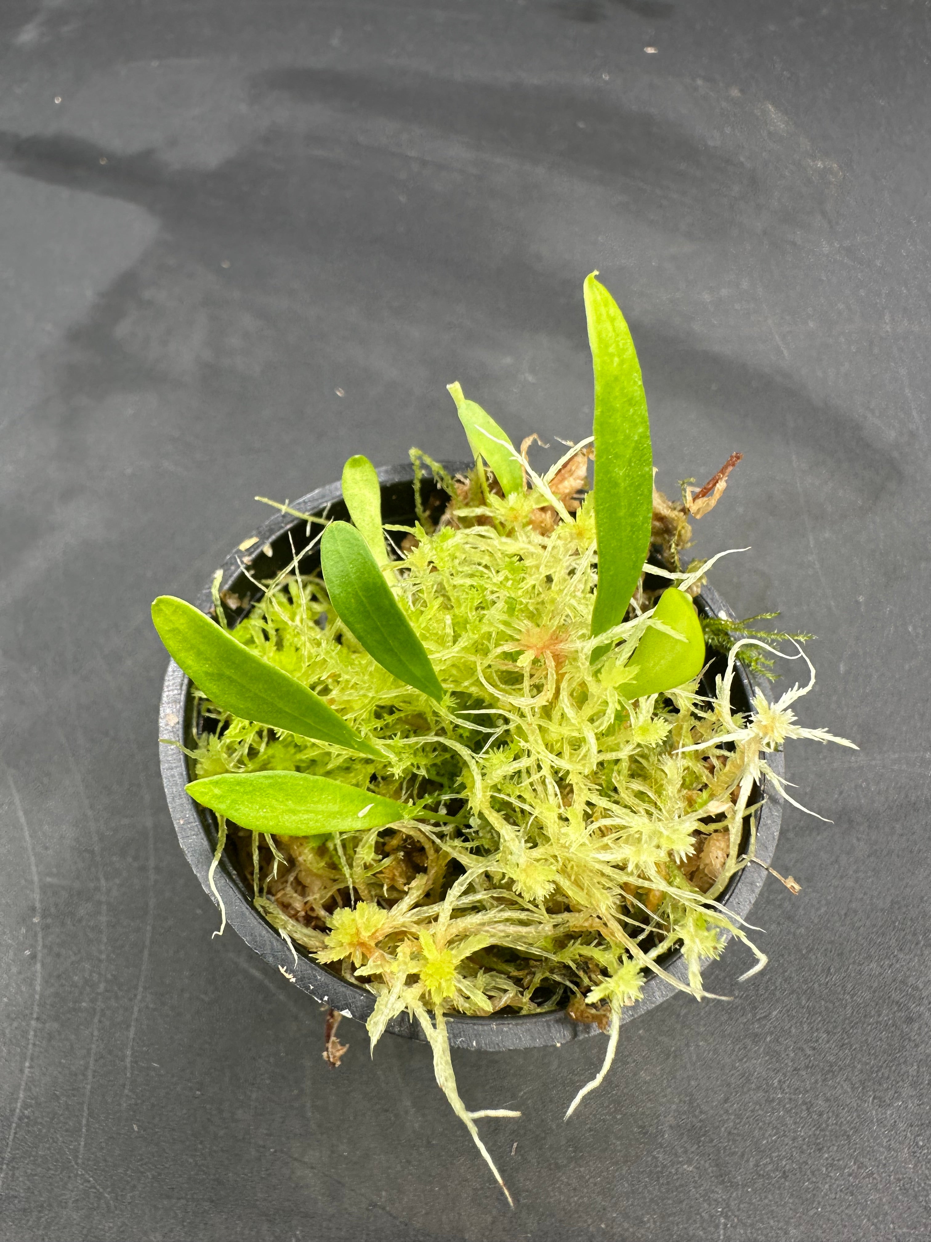 Utricularia alpina x quelchii mixed clones