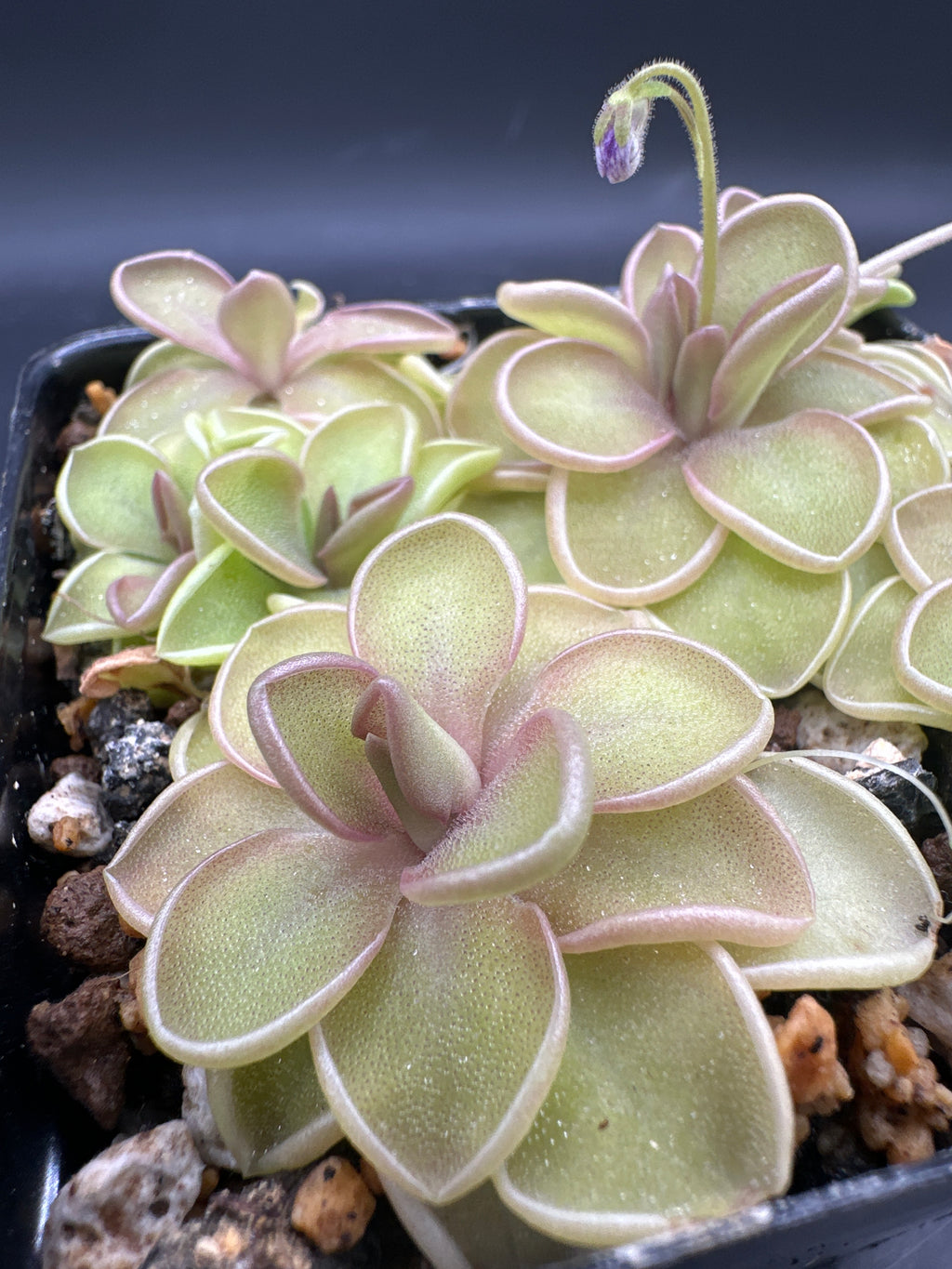Pinguicula emarginata x jaumavensis