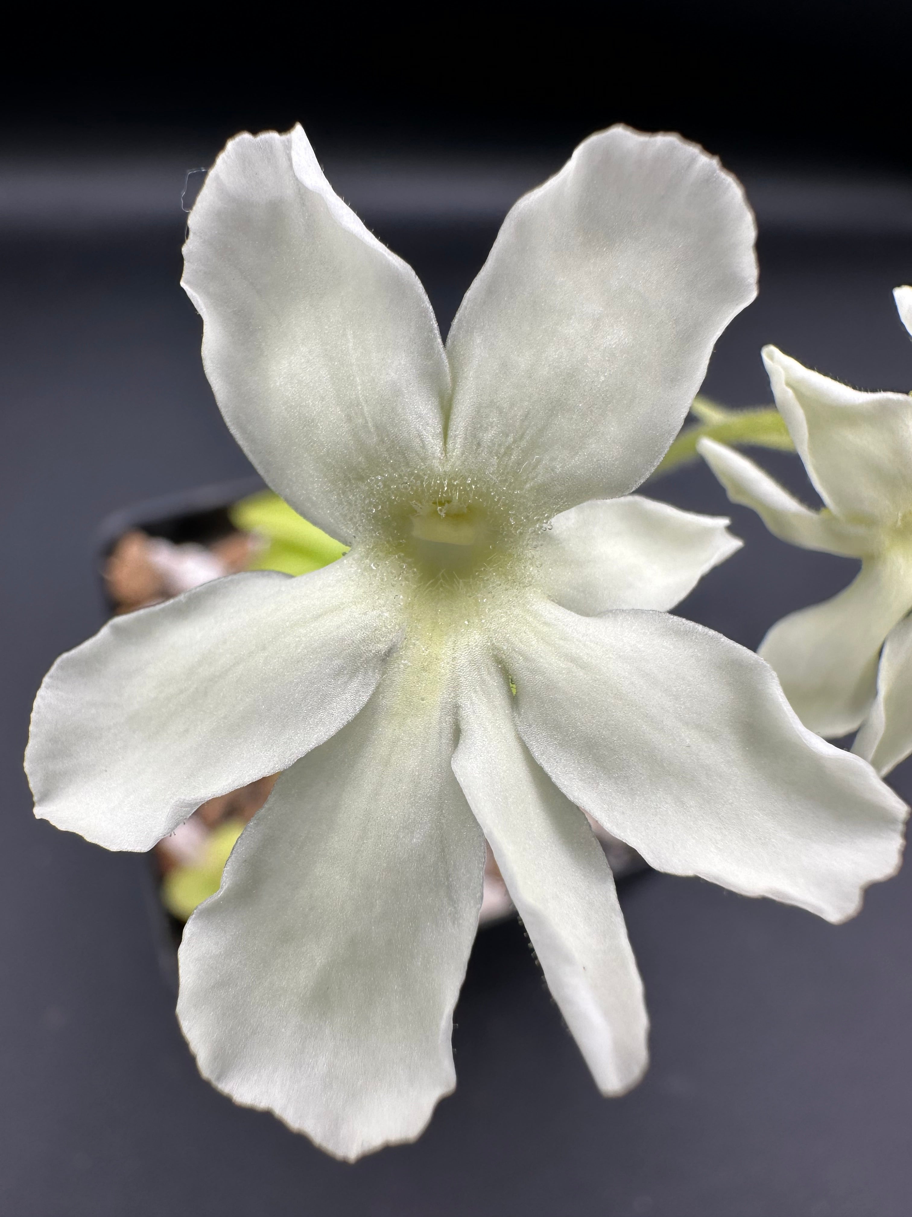 Pinguicula "BCP Golden Eye"
