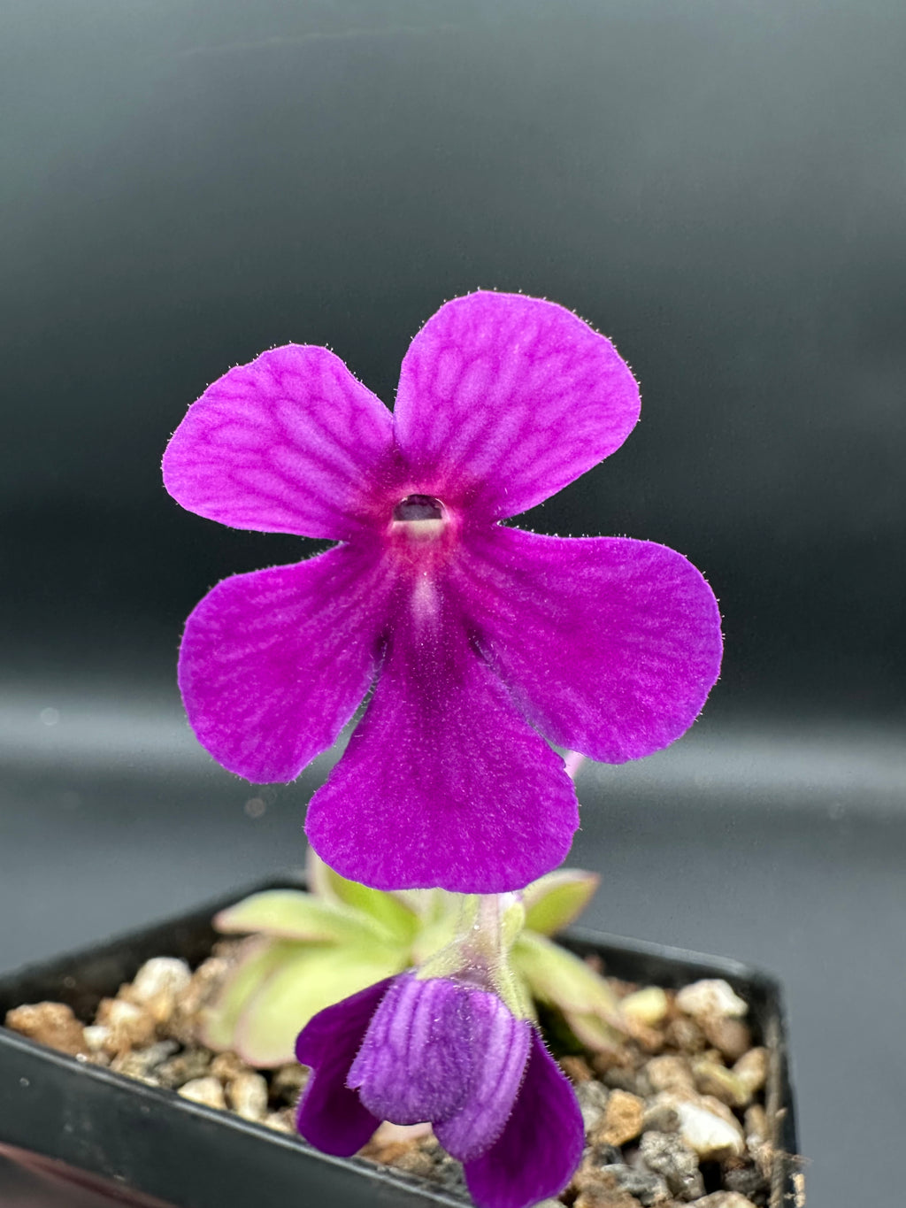 Pinguicula "Leilani"
