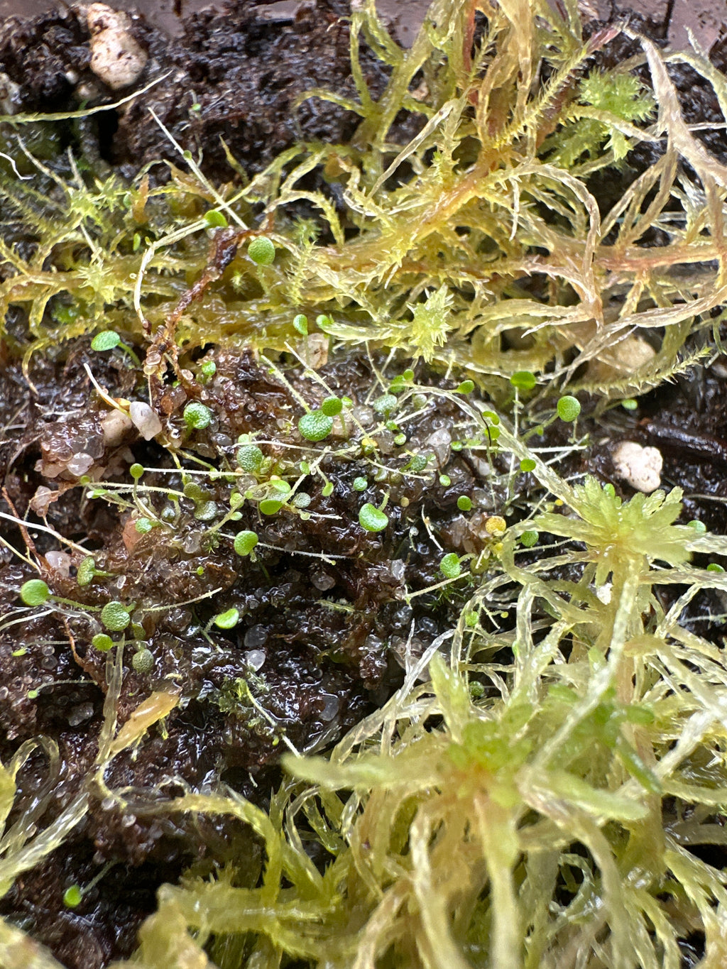 Utricularia aureomaculata (Ptari Tepui, VEN)