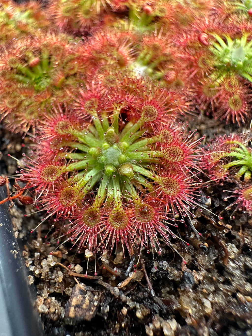 Drosera nitidula gemmae