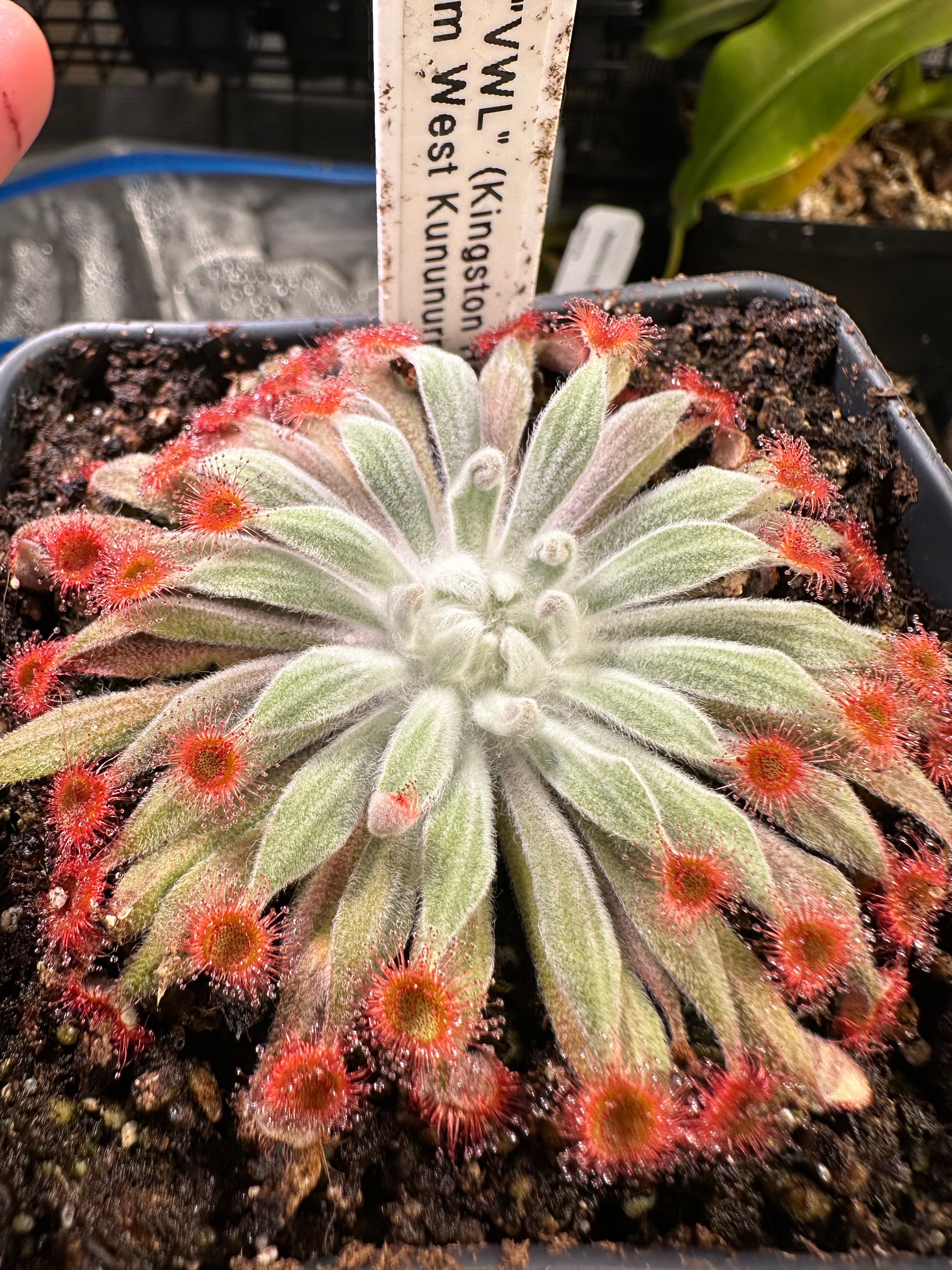 Drosera aff. ordensis "VWL" (Kingston Rest) x ordensis (13km West Kununurra)