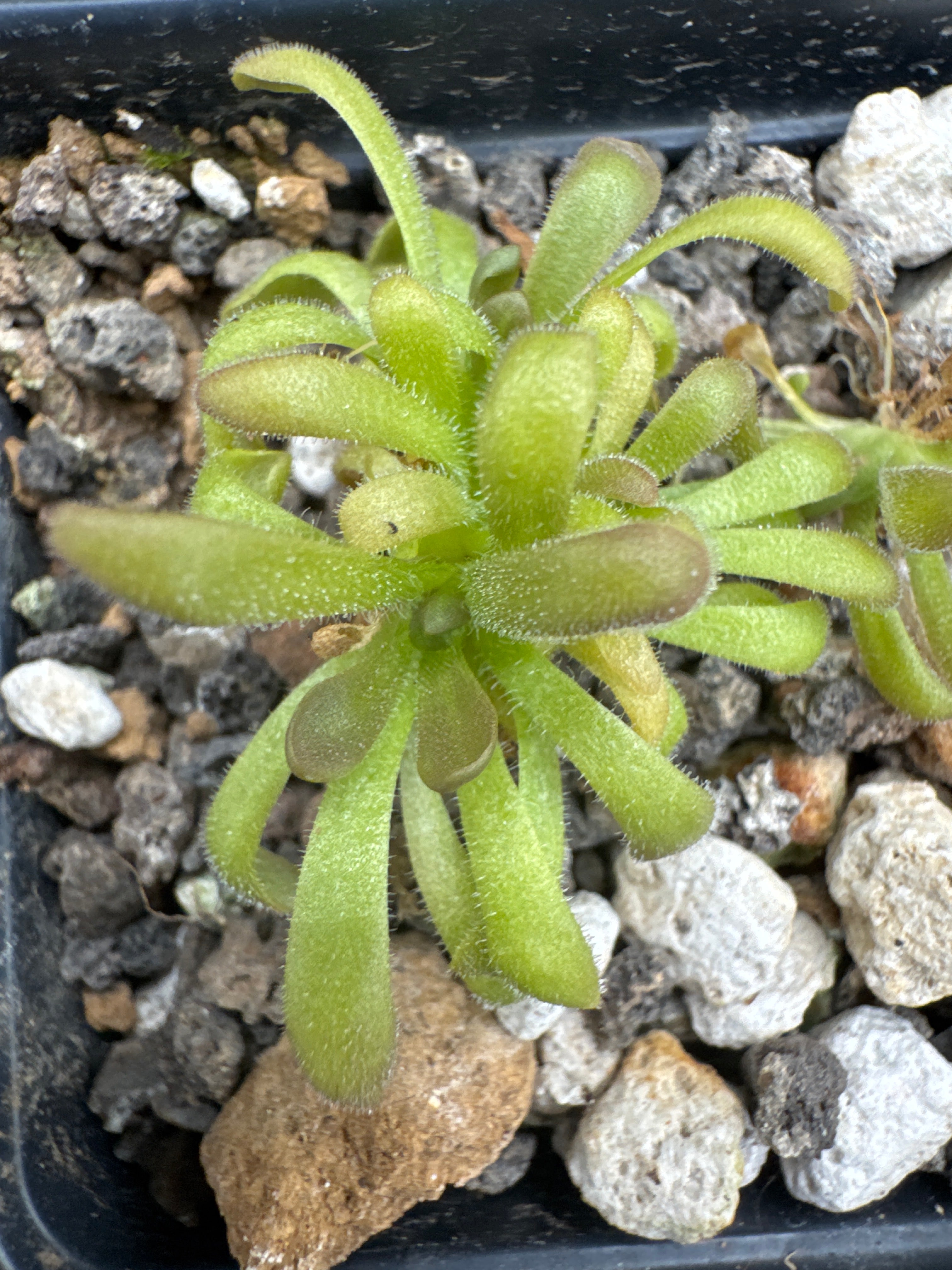 Pinguicula simulans