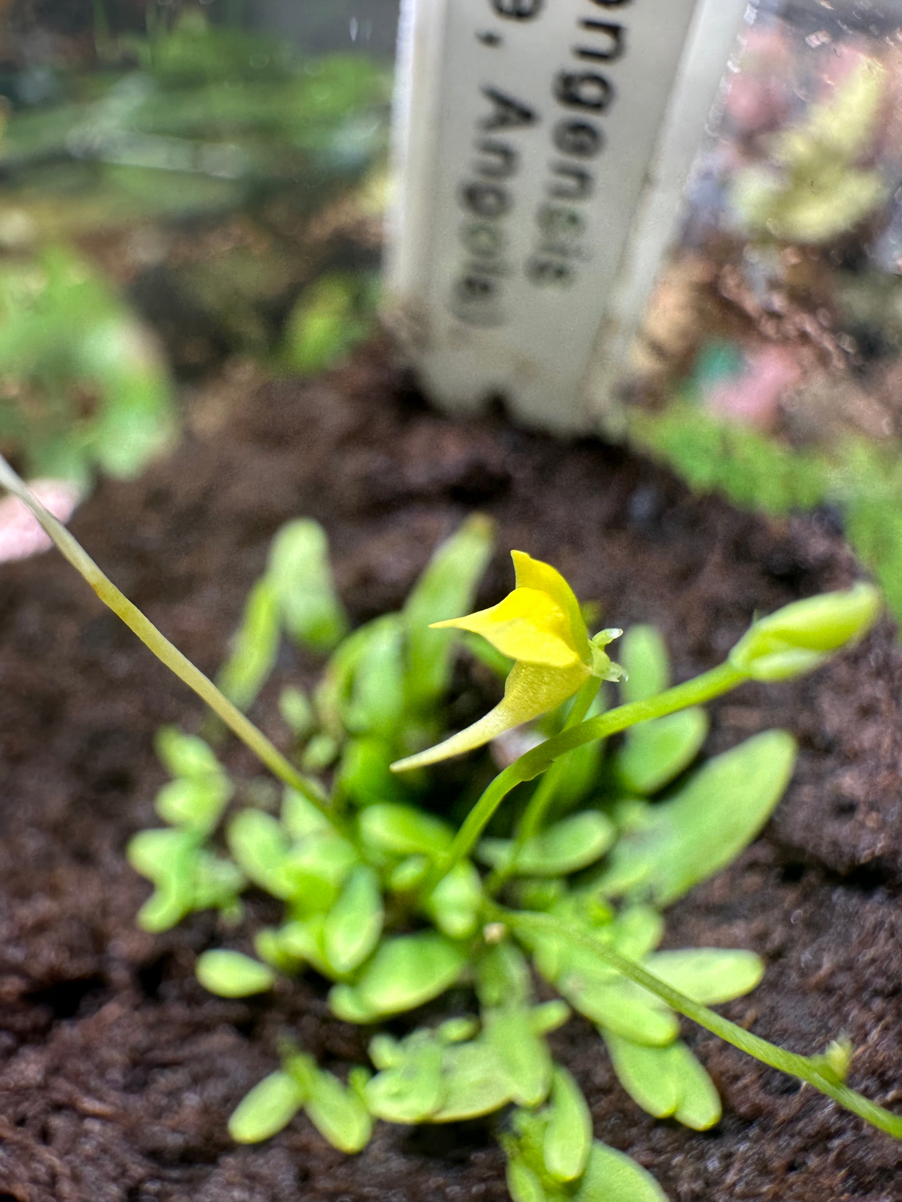 Utricularia andongensis (Negage, AGO)