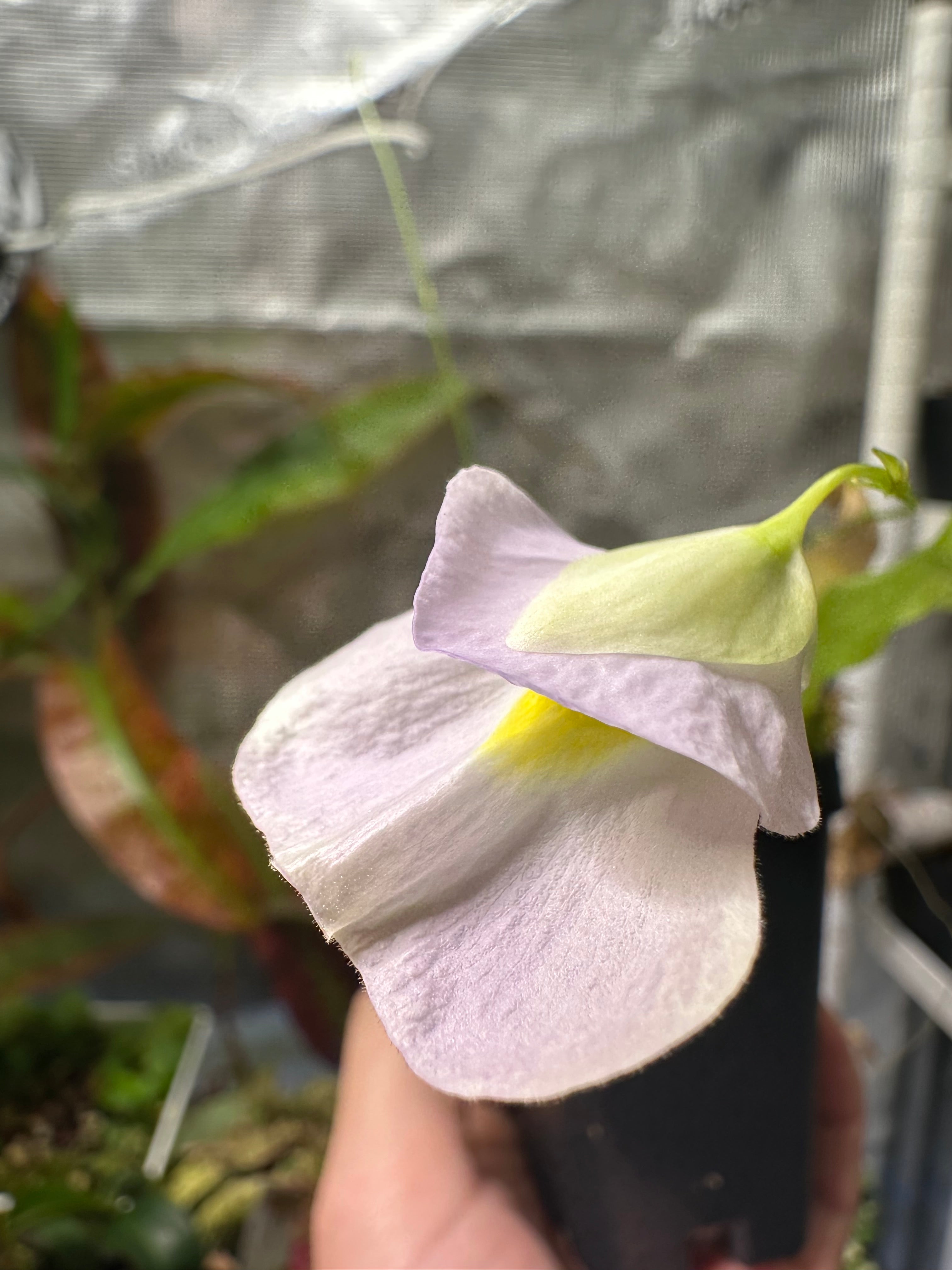Utricularia endresii