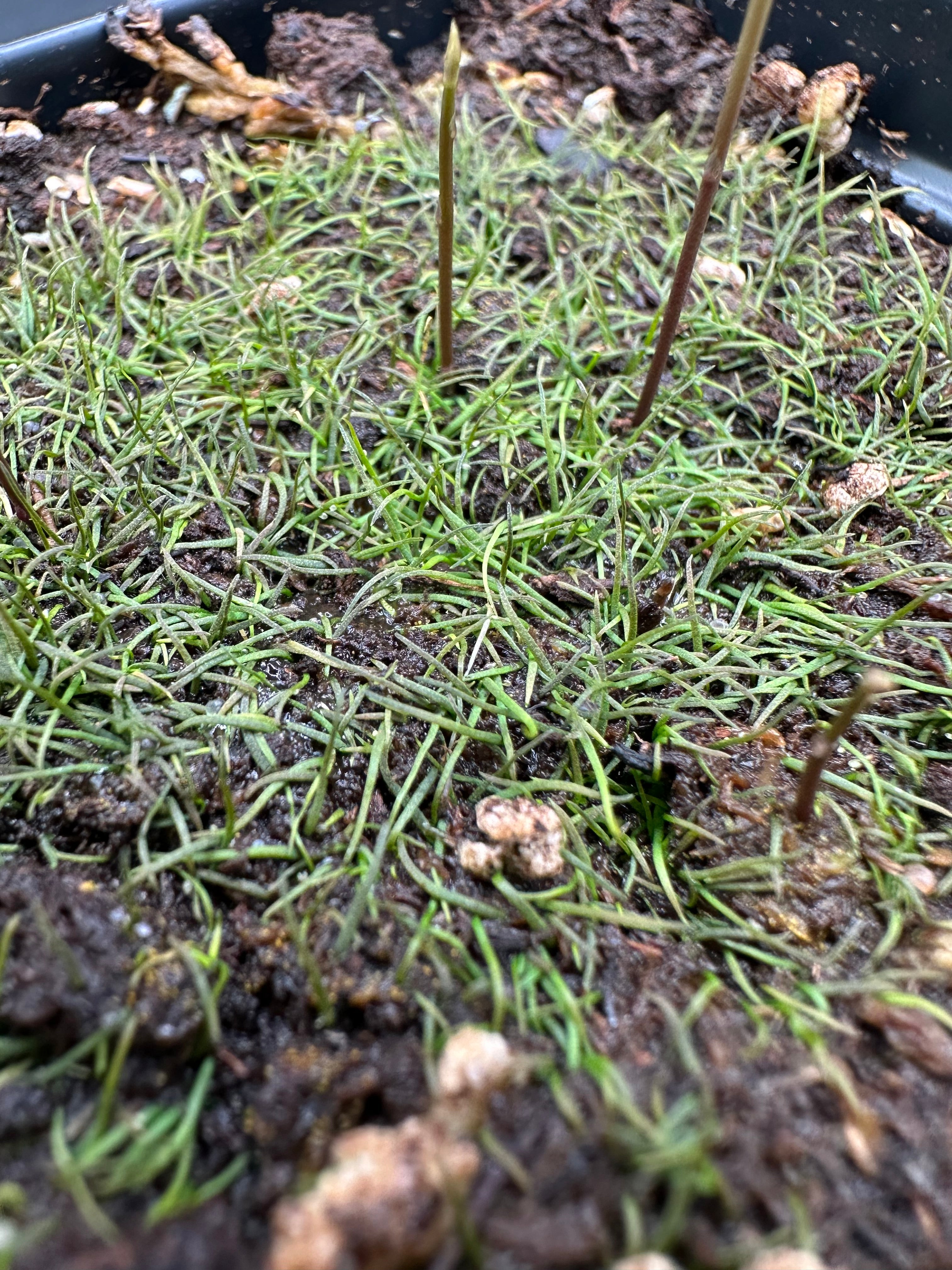 Utricularia cornuta (Baldwin Co., AL, USA)