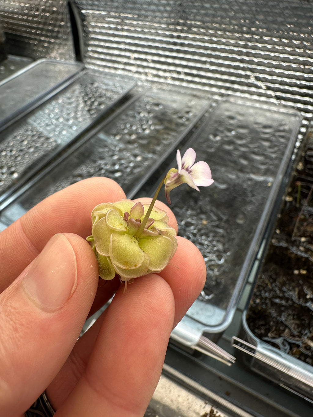 Pinguicula rotundiflora (Aramberri, Nuevo León, MÉX)