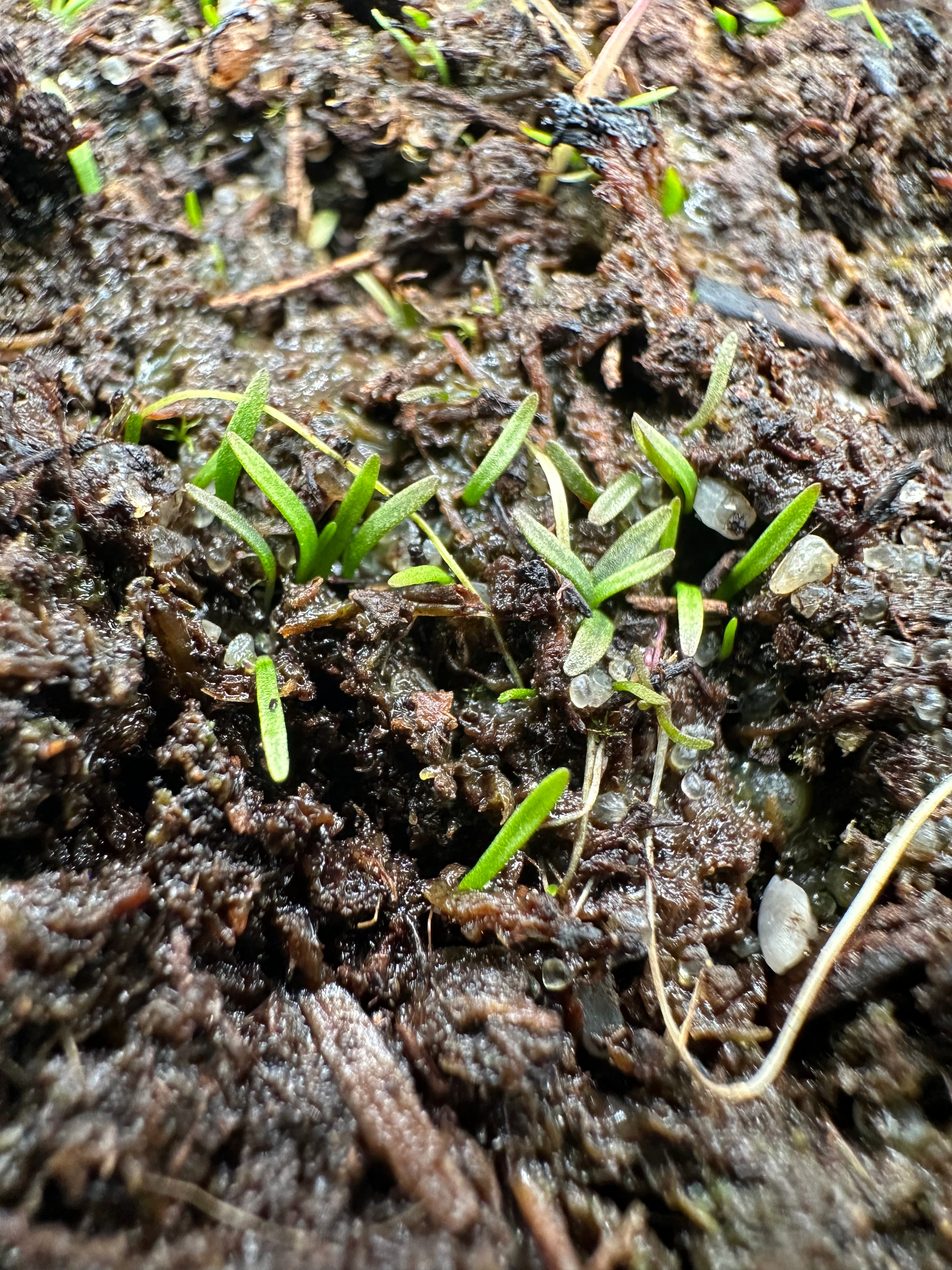 Utricularia bisquamata (Table Mountain, ZAF)