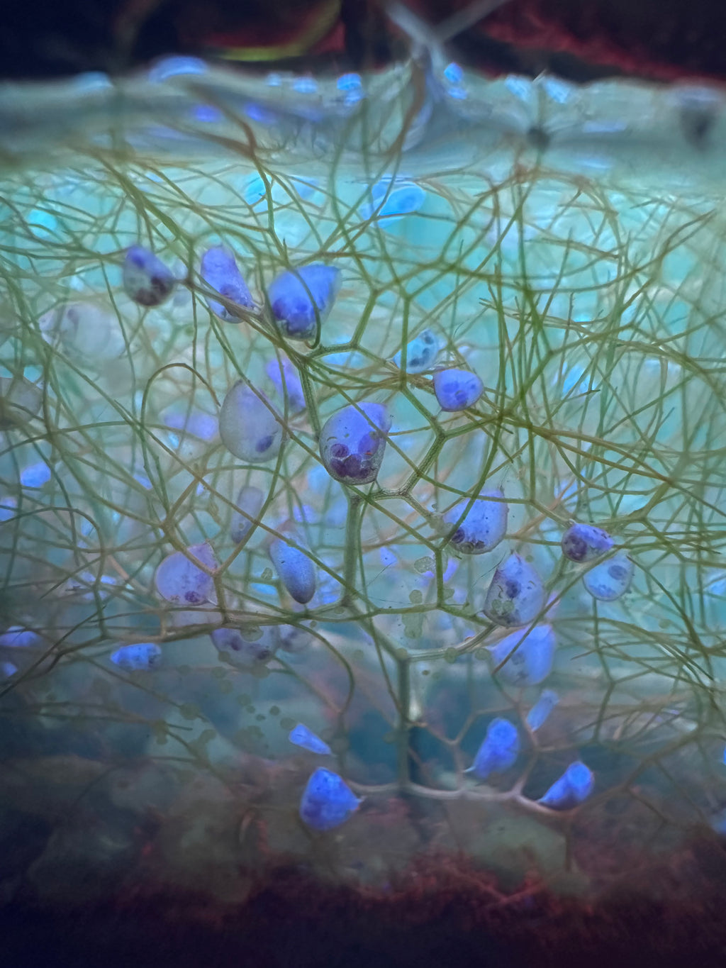 Utricularia inflata