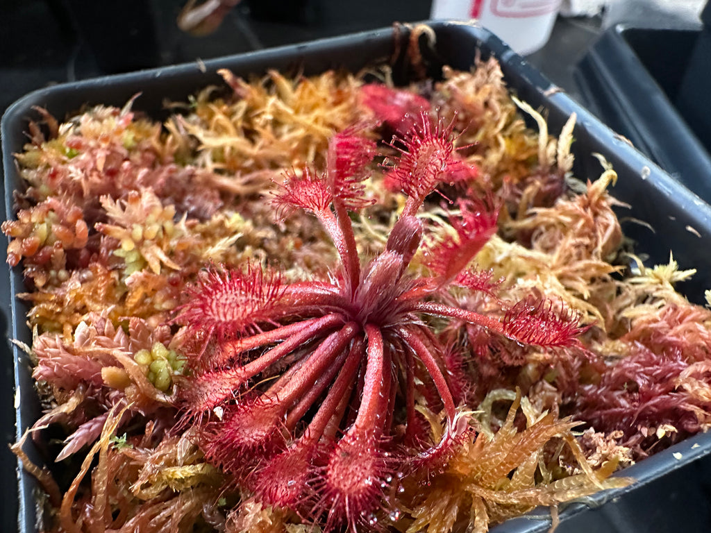 Drosera riparia (Bahia, BRZ) seeds