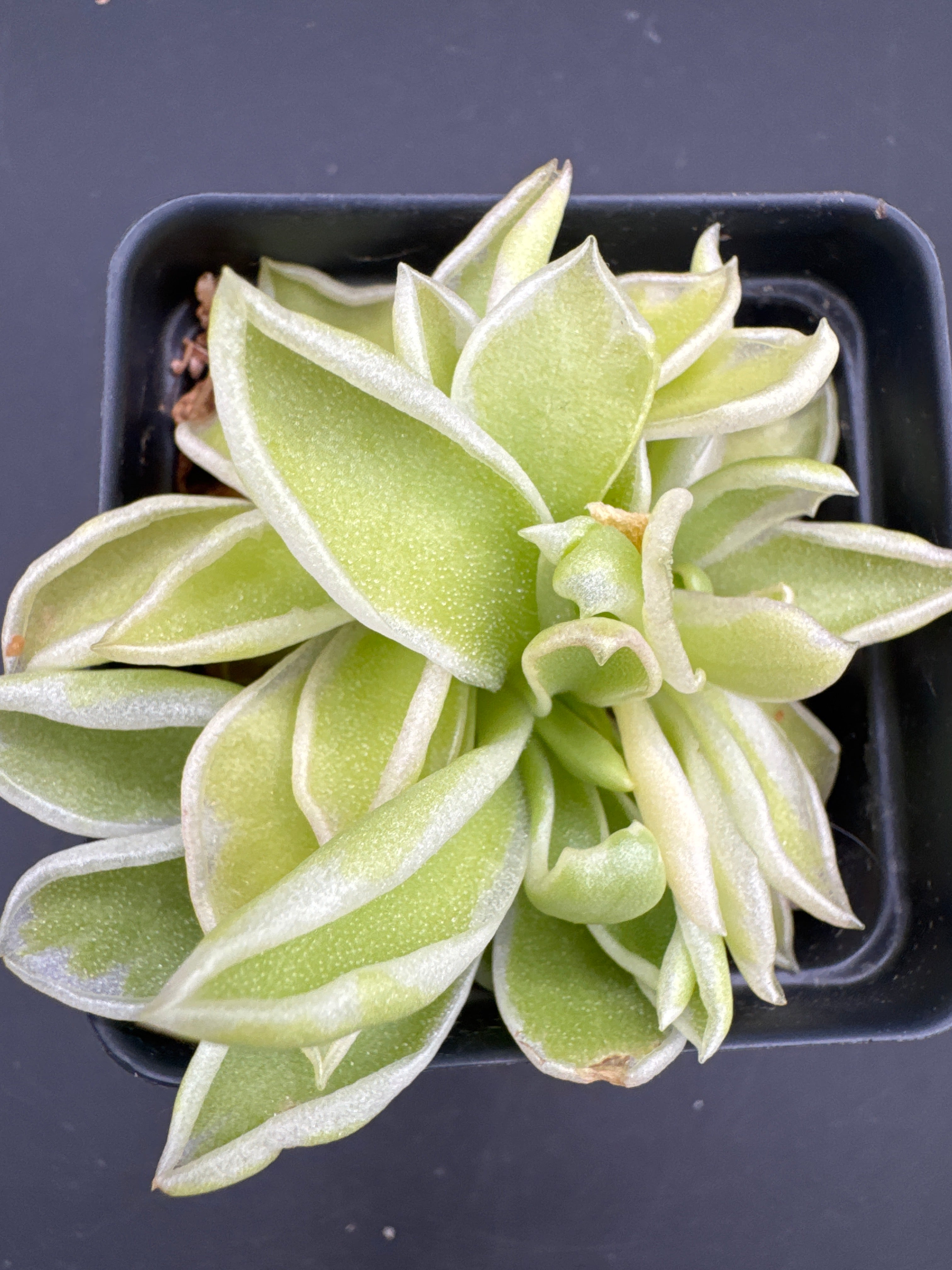Pinguicula “Snow Queen”
