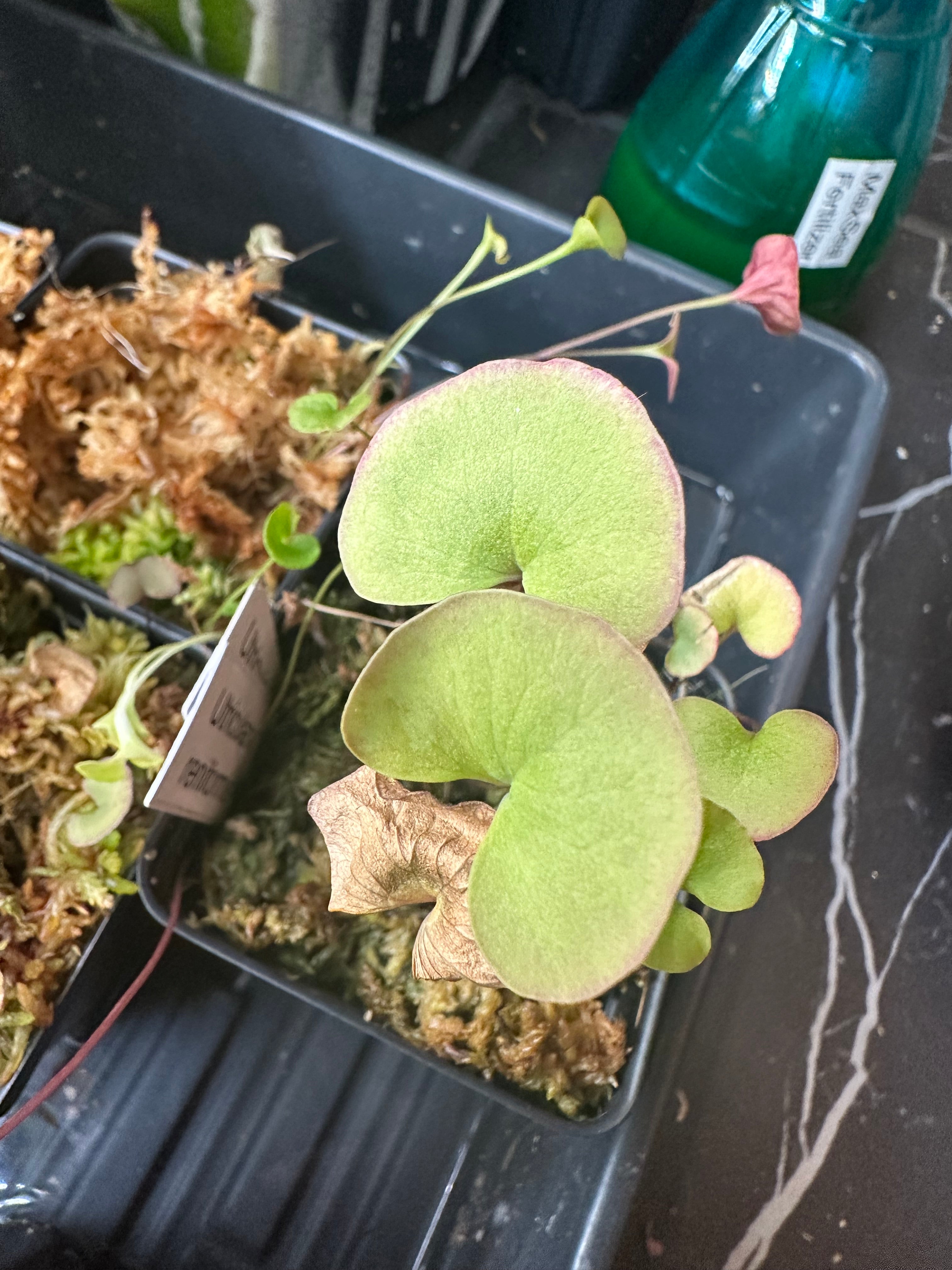 Utricularia reniformis