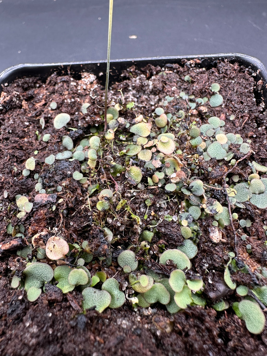 Utricularia nephrophylla "pink flower"