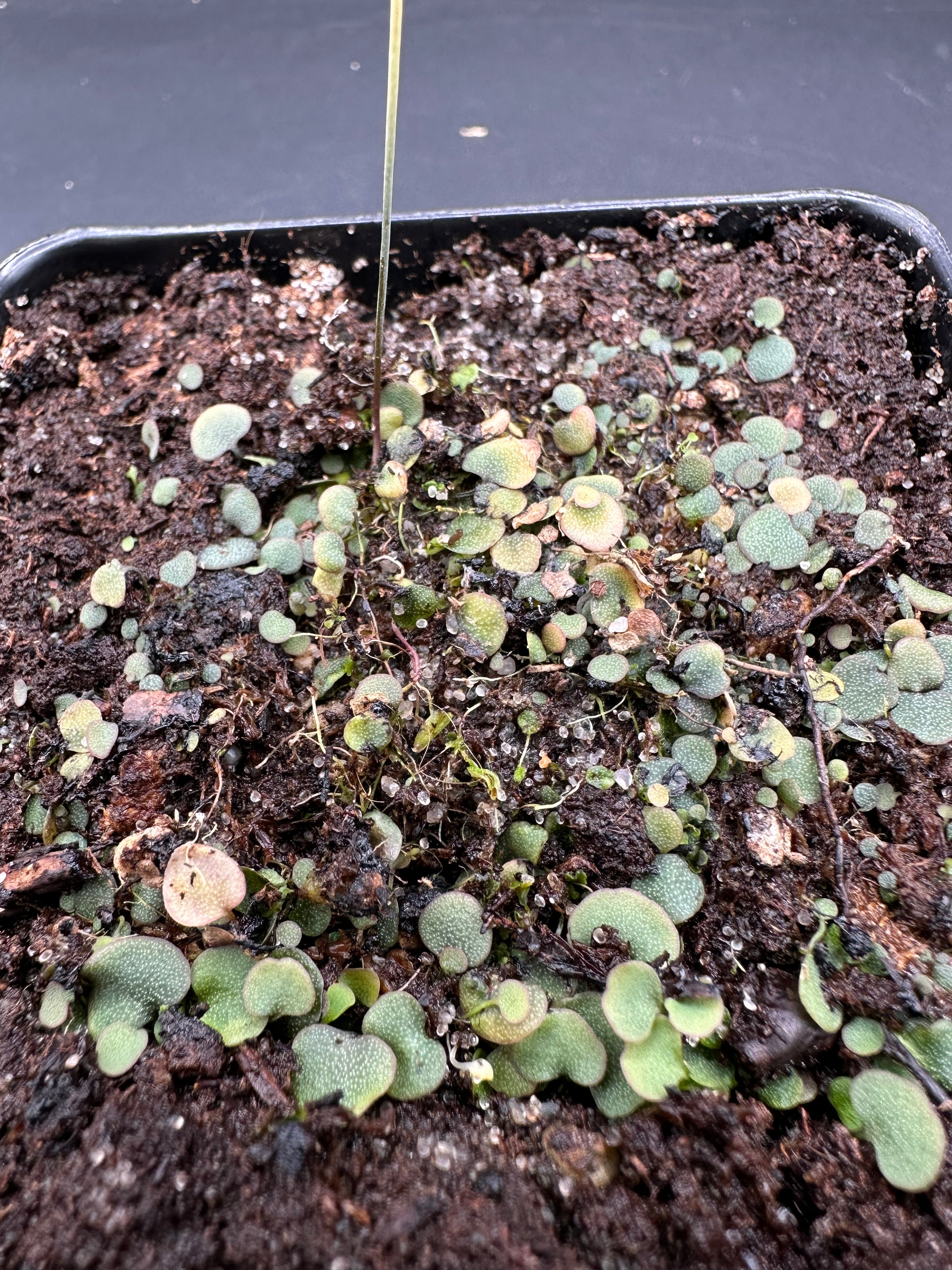 Utricularia nephrophylla "pink flower"
